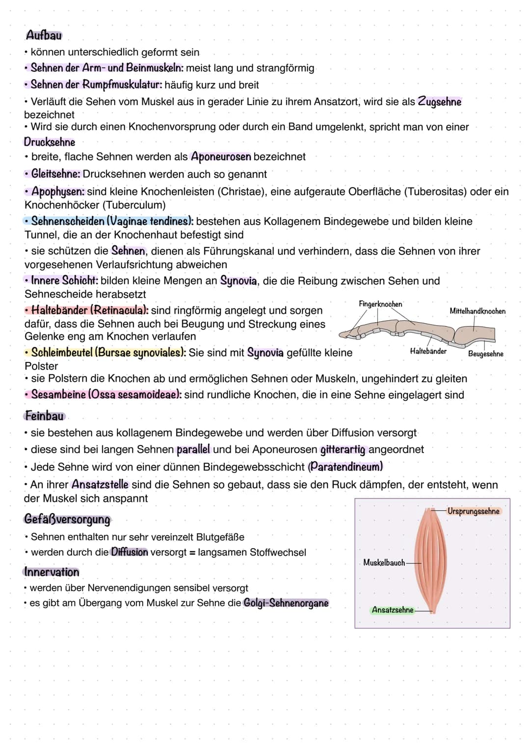 # KNOCHEN

- und Gelenke

Ober- und Unterschenkelknochen

Finger- und Zehknochen

Beide Enden der Knochen

Ober- und Unterarmknochen

Mittel