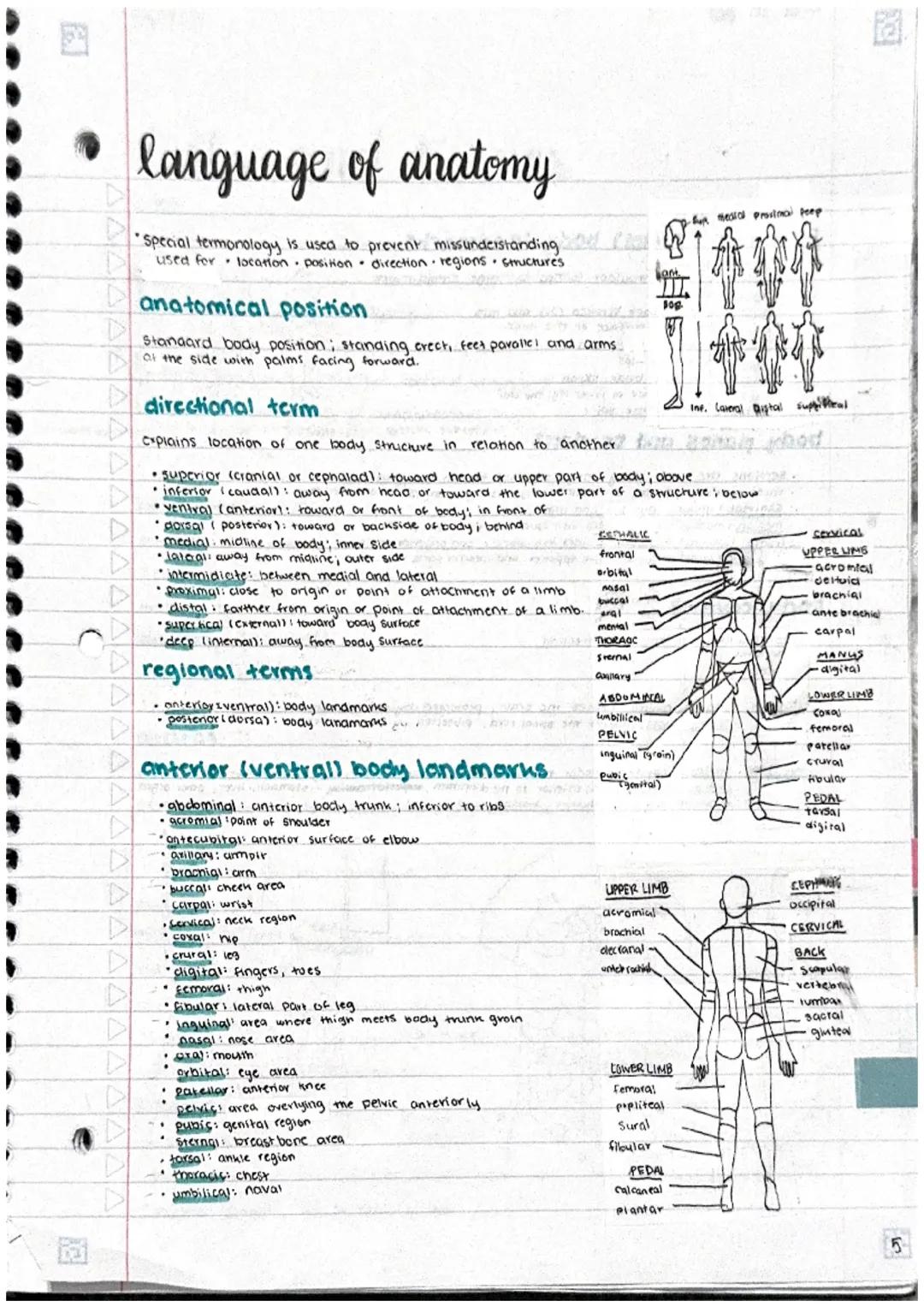 # language of anatomy

*   Special termonology is used to prevent missunderstanding
    used for location position direction regions structu
