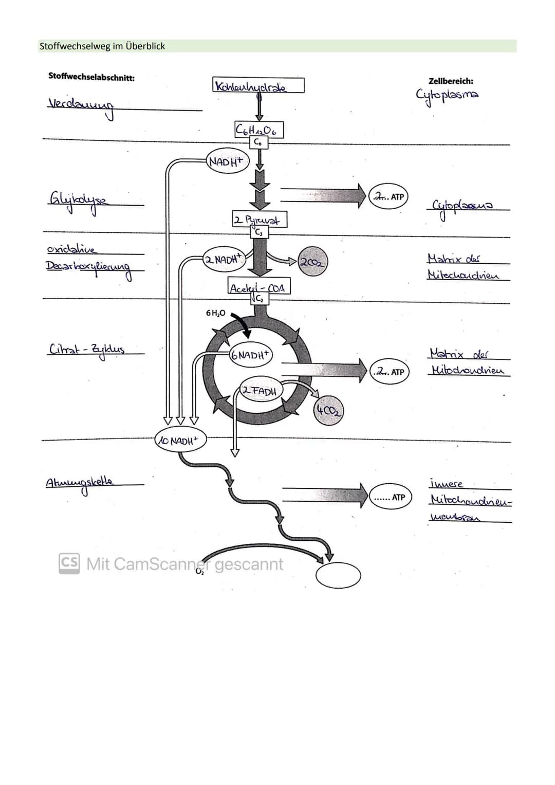 # STOFFWECHSEL / ZYTOLOGIE

PROKARYOTEN / EUKARYOTEN

| Eucyte / Eukaryoten                                  | Procyte / Prokaryoten        