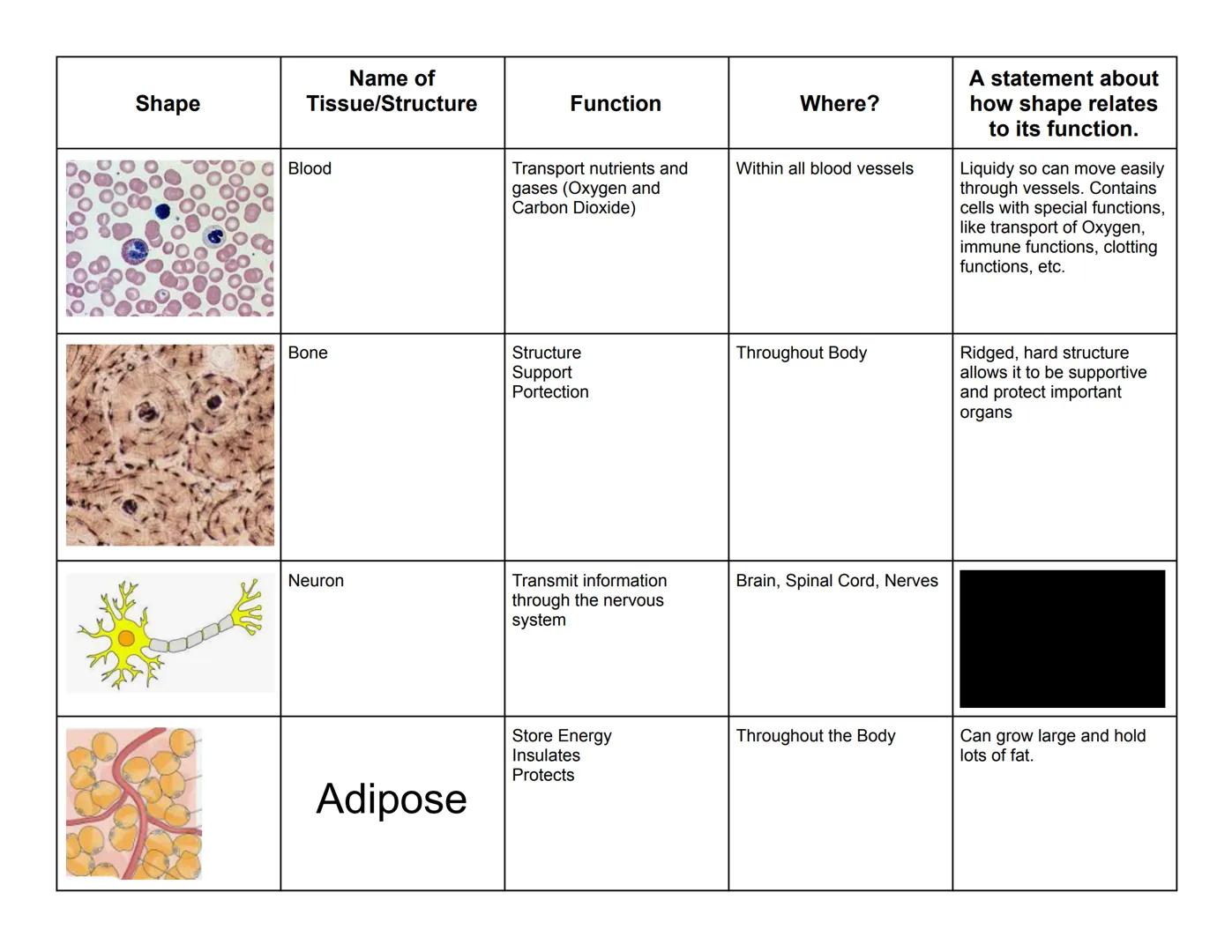 Name:

Tissue of the Human Body: Shape/Function Connections!

| Shape | Name of Tissue/Structure | Function | Where? | A statement about how