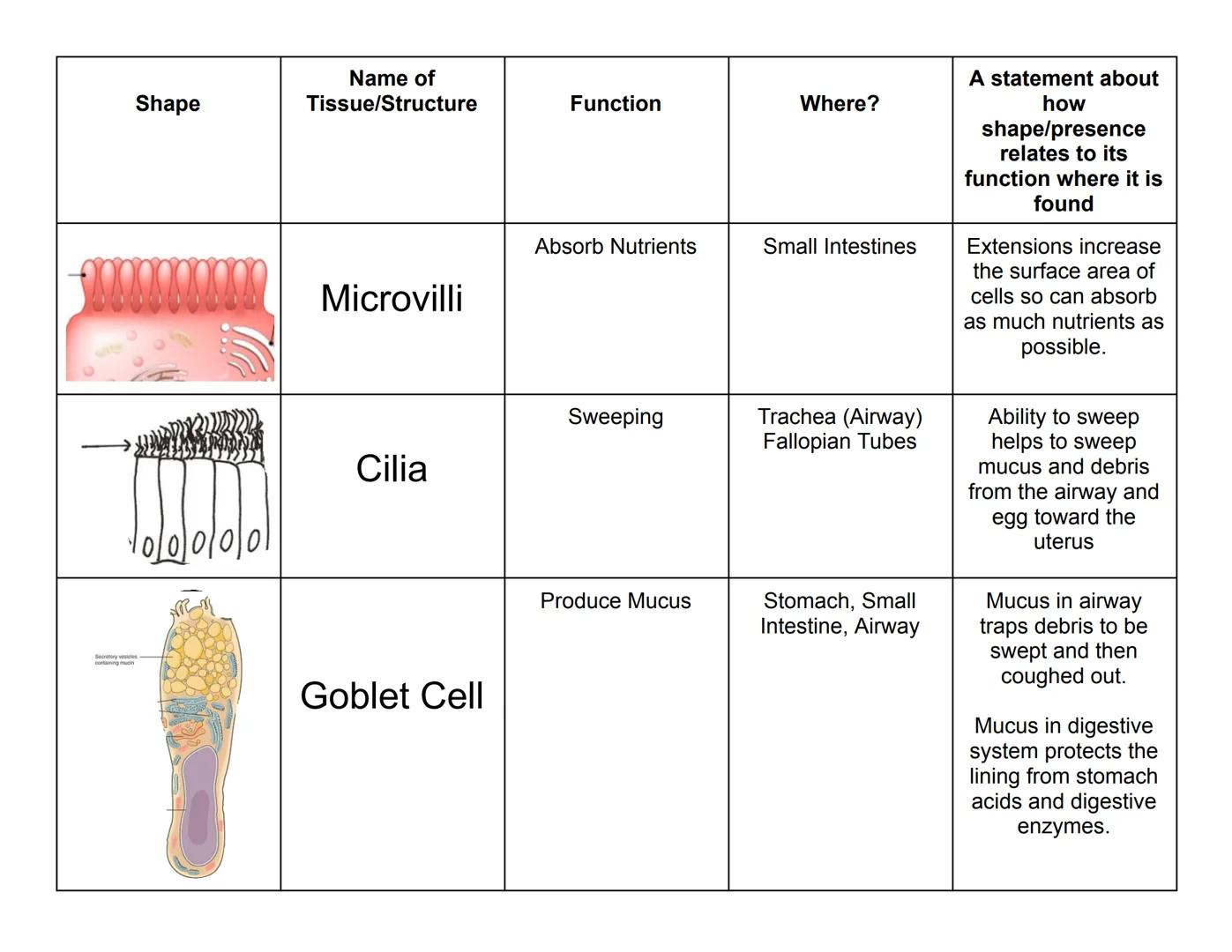 Name:

Tissue of the Human Body: Shape/Function Connections!

| Shape | Name of Tissue/Structure | Function | Where? | A statement about how