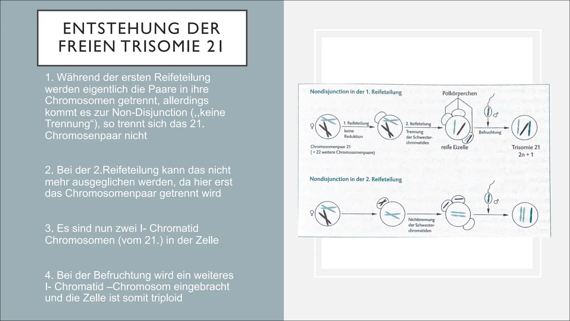 Nondisjunction
in der
Nondisjunction
in der
1. meiotischen Teilung 2. meiotischen Teilung.

















































