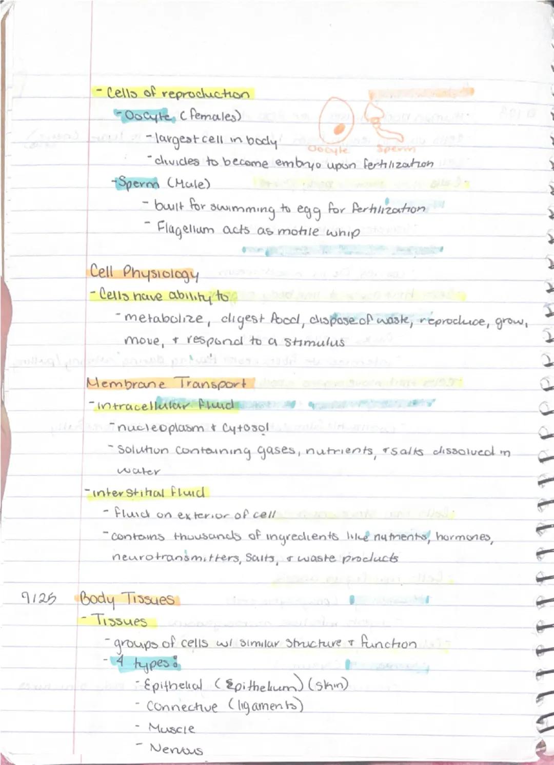 9/11

Ch 3-Cells + Tissues
Four Concepts of the Cell theory
1) A cell is the basic structural functional unit of living.
organisms.
2) Activ