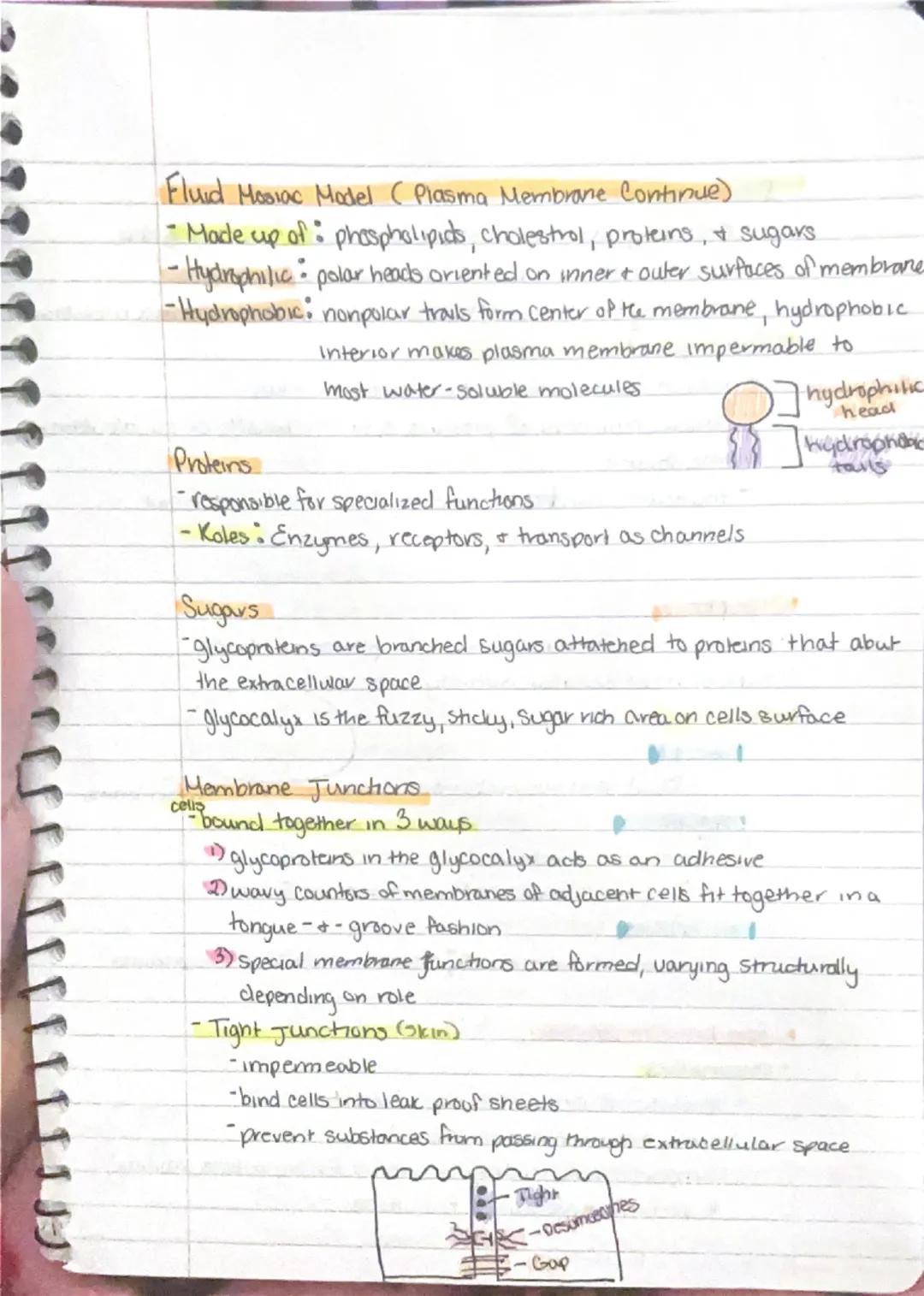 9/11

Ch 3-Cells + Tissues
Four Concepts of the Cell theory
1) A cell is the basic structural functional unit of living.
organisms.
2) Activ