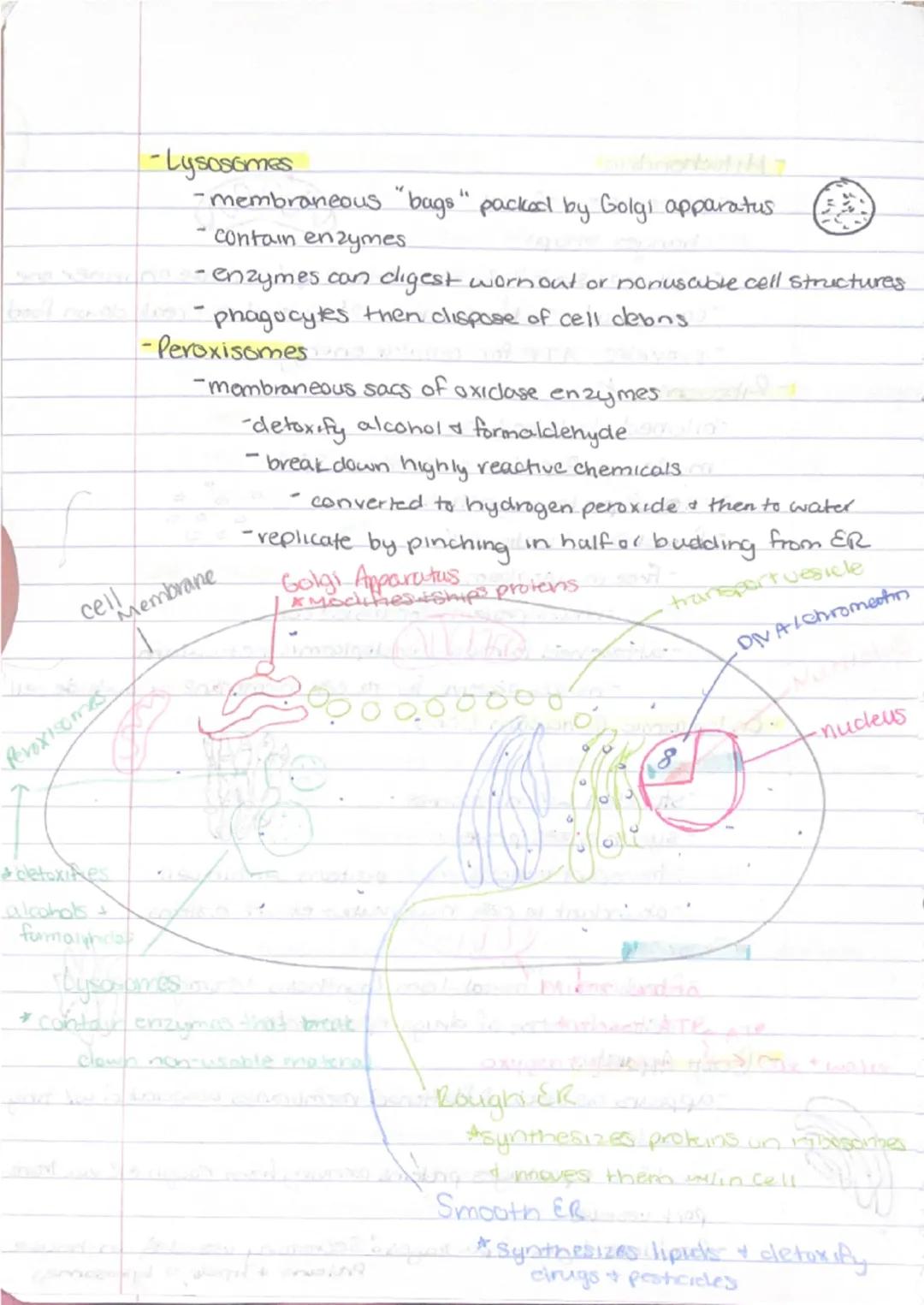 9/11

Ch 3-Cells + Tissues
Four Concepts of the Cell theory
1) A cell is the basic structural functional unit of living.
organisms.
2) Activ