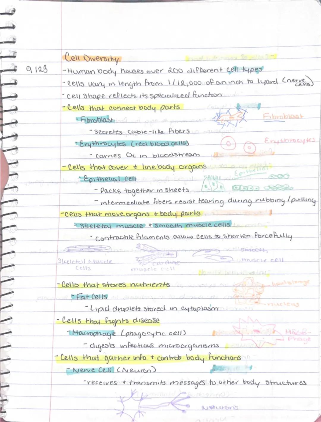 9/11

Ch 3-Cells + Tissues
Four Concepts of the Cell theory
1) A cell is the basic structural functional unit of living.
organisms.
2) Activ