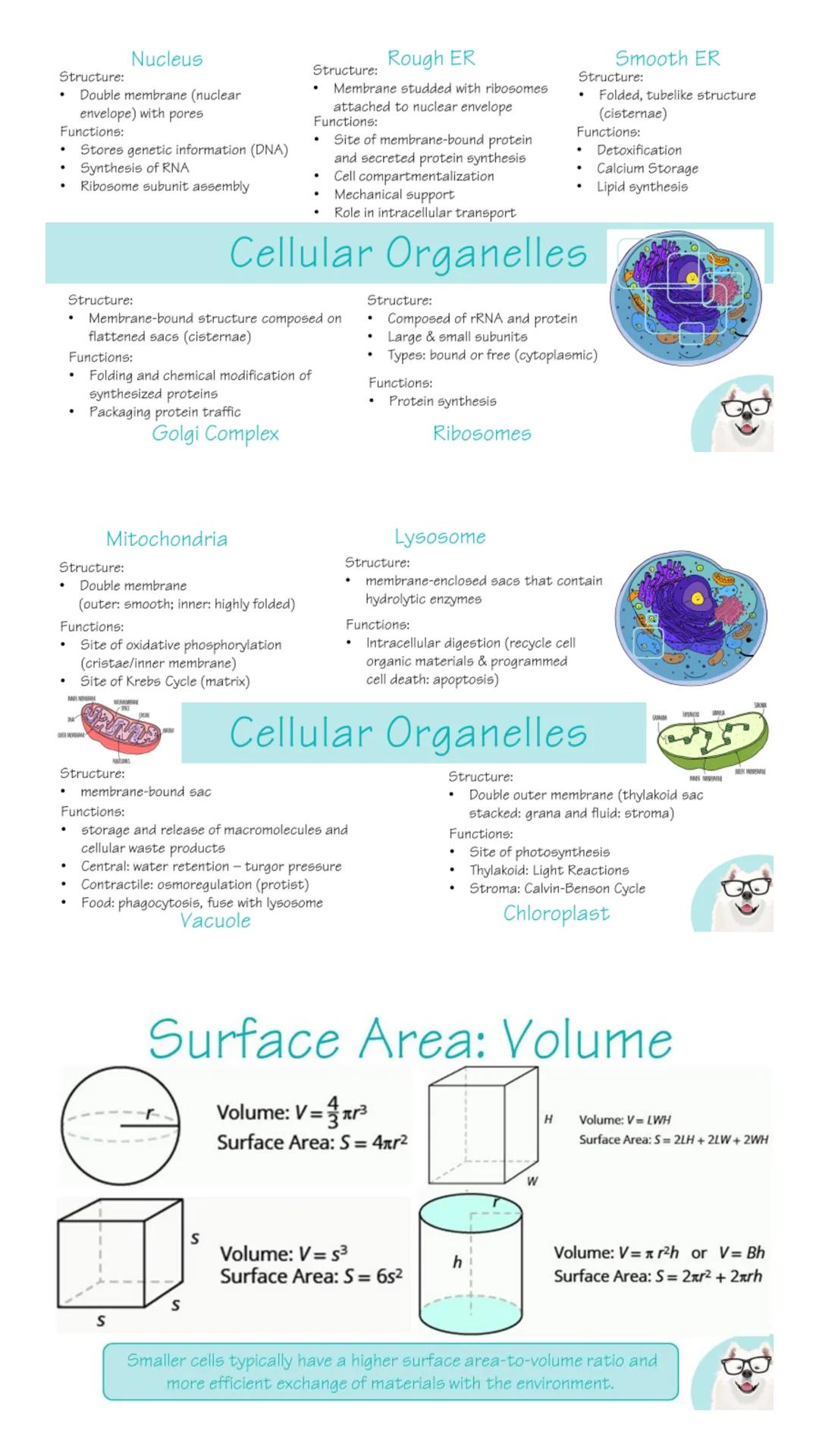 # Unit 1:
Chemistry of Life # Carbohydrates

Composed of C, H, & O- Ratio: 1:2:1
Monomer: Monosaccharide

Glucose
CH₂OH
OH
OH
HO
OH
Structur