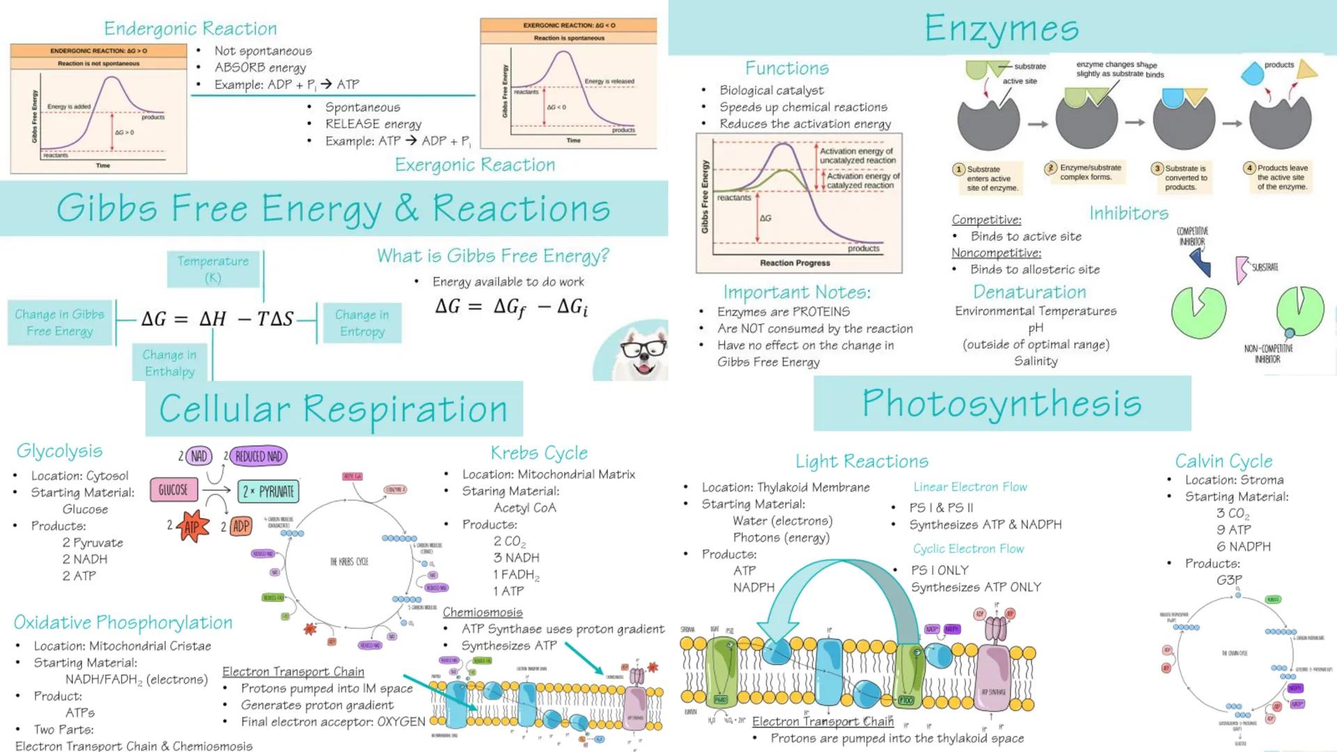 # Unit 1:
Chemistry of Life # Carbohydrates

Composed of C, H, & O- Ratio: 1:2:1
Monomer: Monosaccharide

Glucose
CH₂OH
OH
OH
HO
OH
Structur