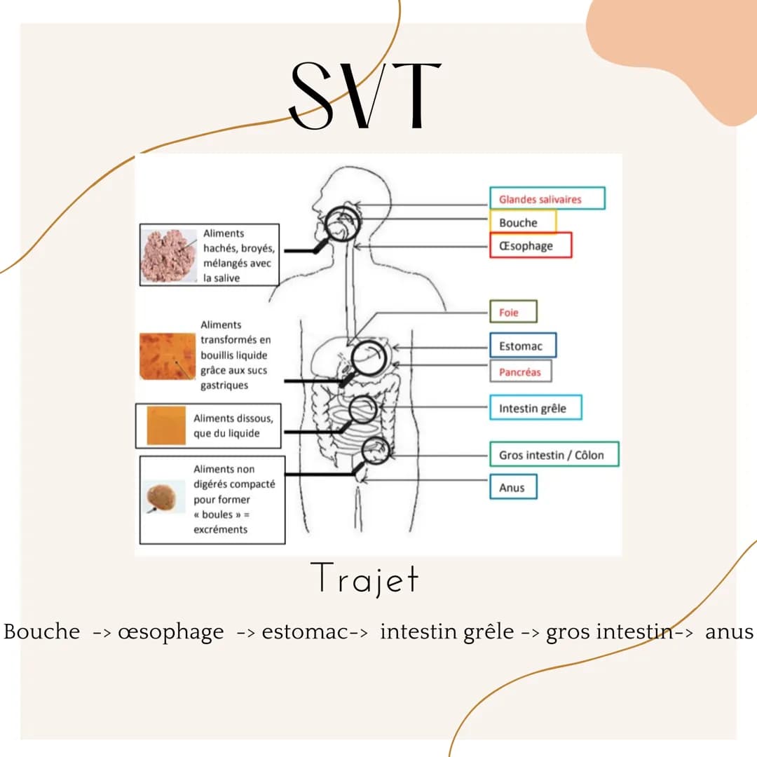 Aliments
hachés, broyés,
mélangés avec
la salive
SVT
Glandes salivaires
Bouche
Esophage
Aliments
transformés en
bouillis liquide
grâce