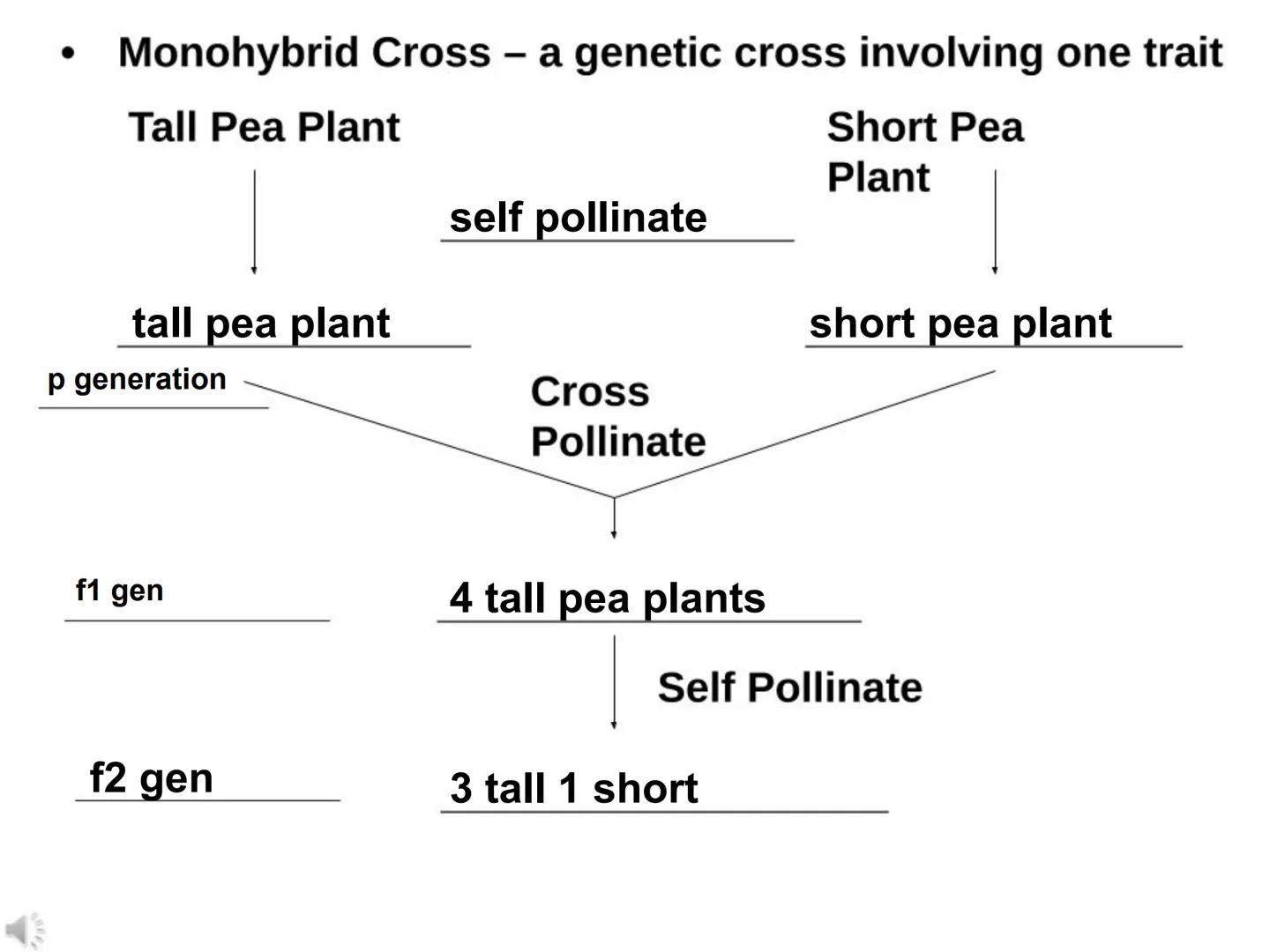 # BIOLOGY
## Genetics 1 • Genetics – the study of heredity
• Heredity – passing on of traits from parent to offspring
• Chromosomes - the ge