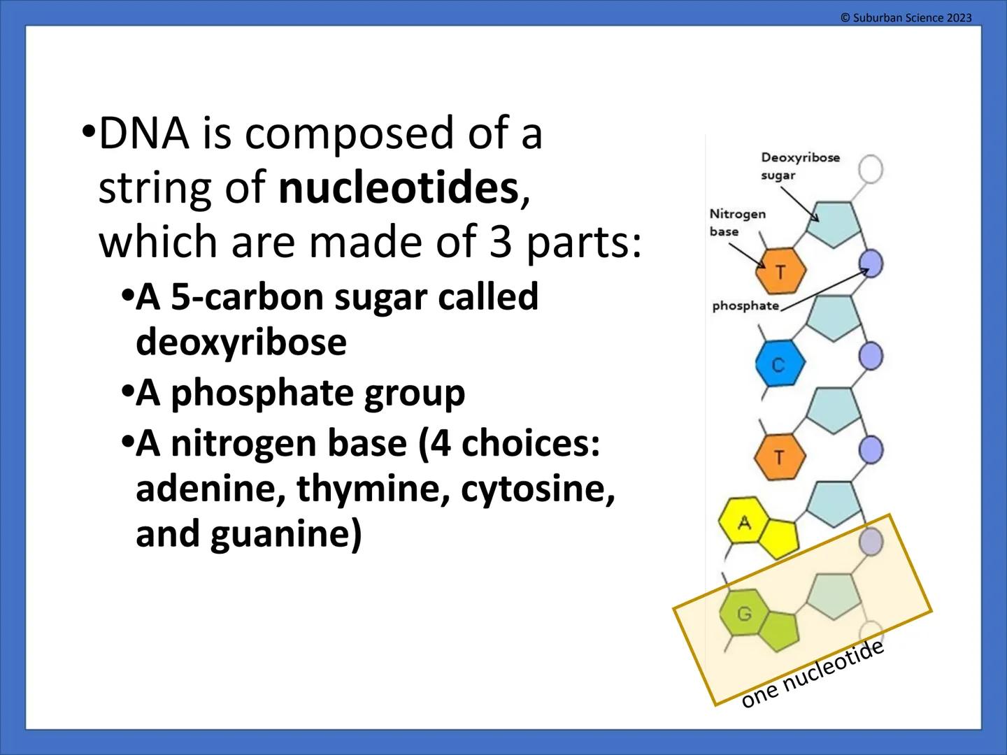 # DNA & Protein
## Synthesis
© Suburban Science
Suburban Science 2023 # What is genetics?
•Genetics is the science
that studies how
charac