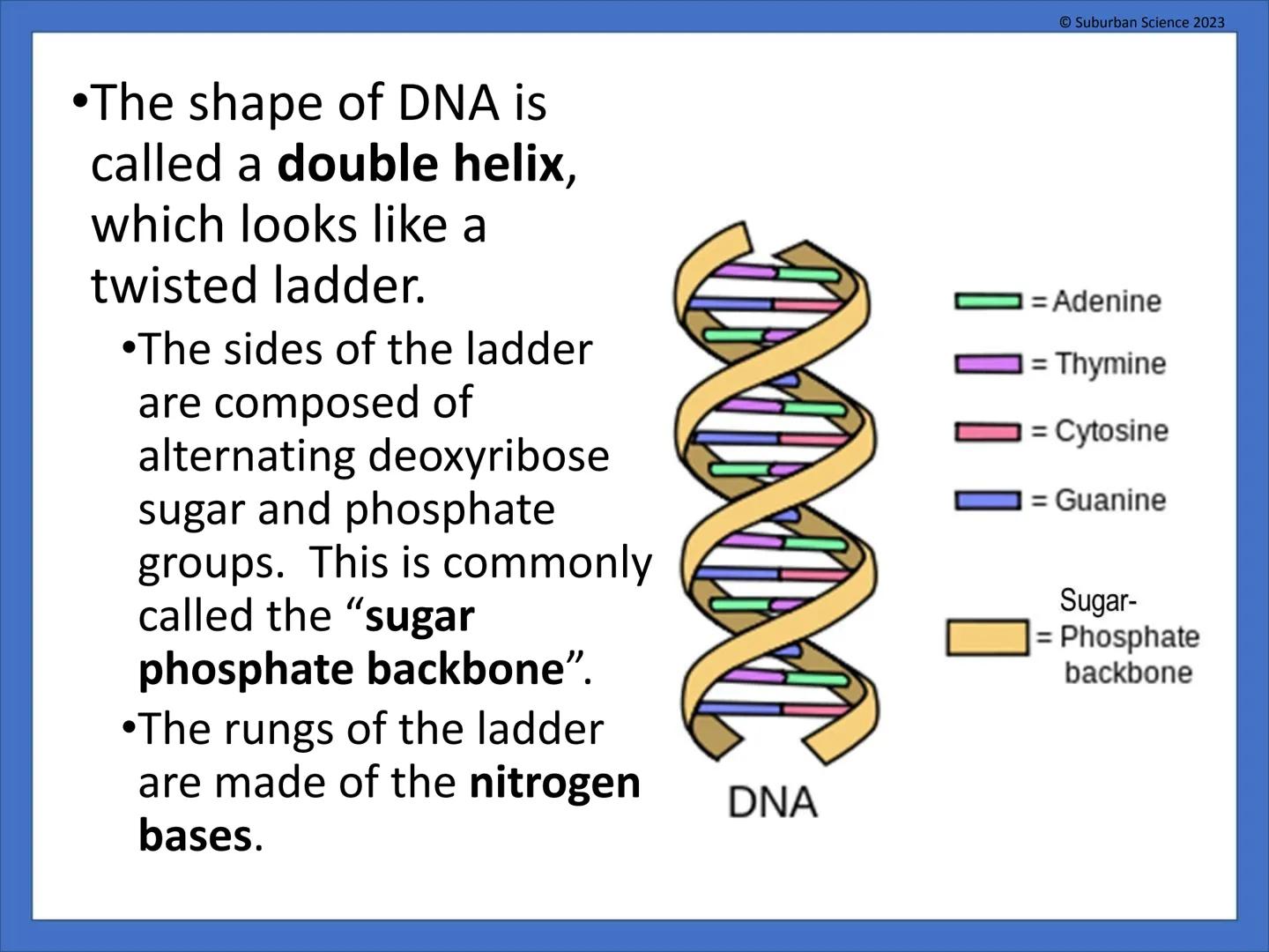 # DNA & Protein
## Synthesis
© Suburban Science
Suburban Science 2023 # What is genetics?
•Genetics is the science
that studies how
charac