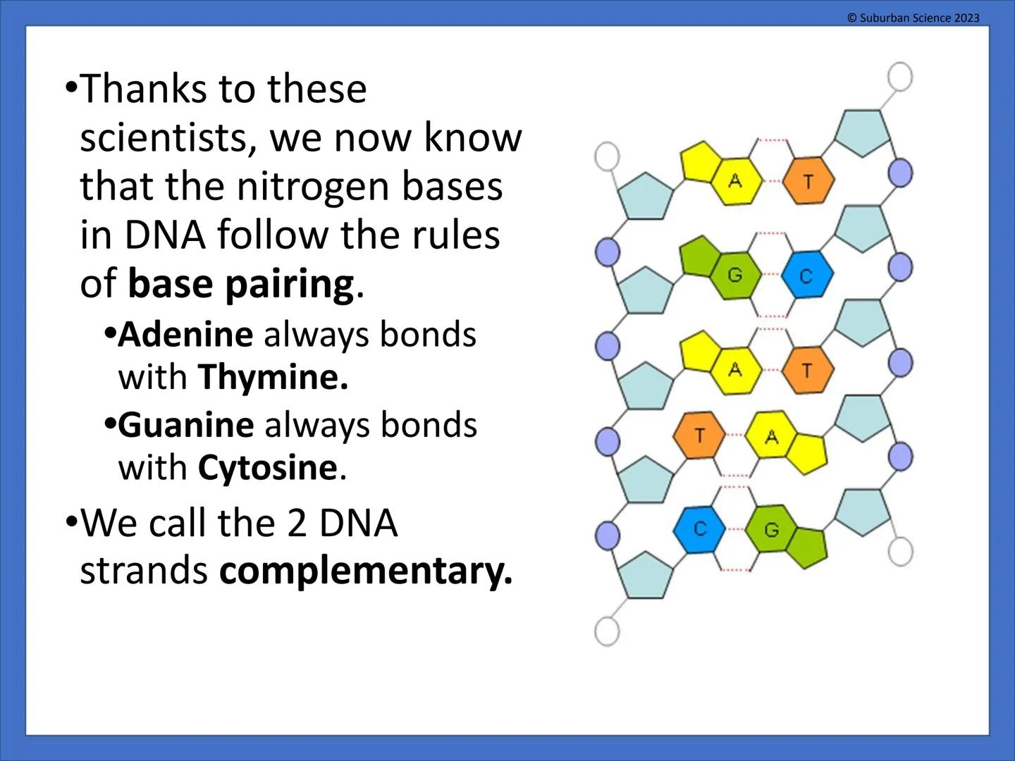 # DNA & Protein
## Synthesis
© Suburban Science
Suburban Science 2023 # What is genetics?
•Genetics is the science
that studies how
charac