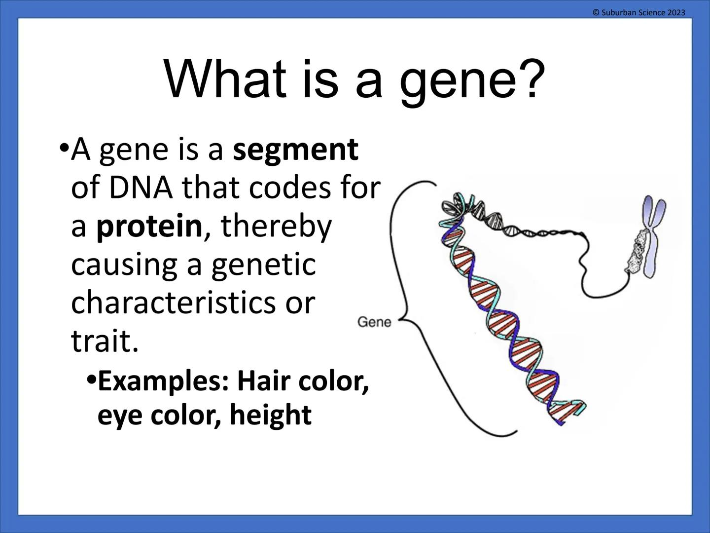 # DNA & Protein
## Synthesis
© Suburban Science
Suburban Science 2023 # What is genetics?
•Genetics is the science
that studies how
charac