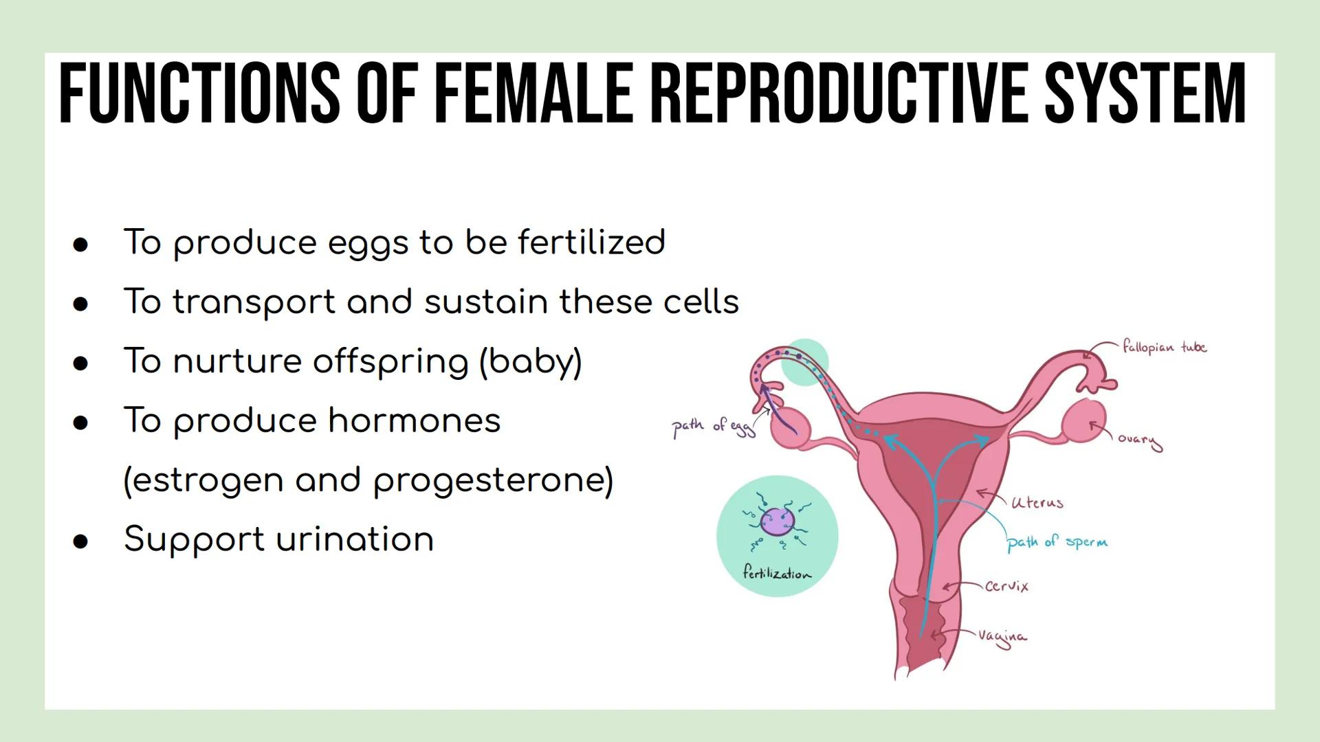# DAY 3 NOTES: FEMALE ANATOMY
# REMINDERS
Reproductive System: group of tissues, glands and organs that work
together to produce an offsp