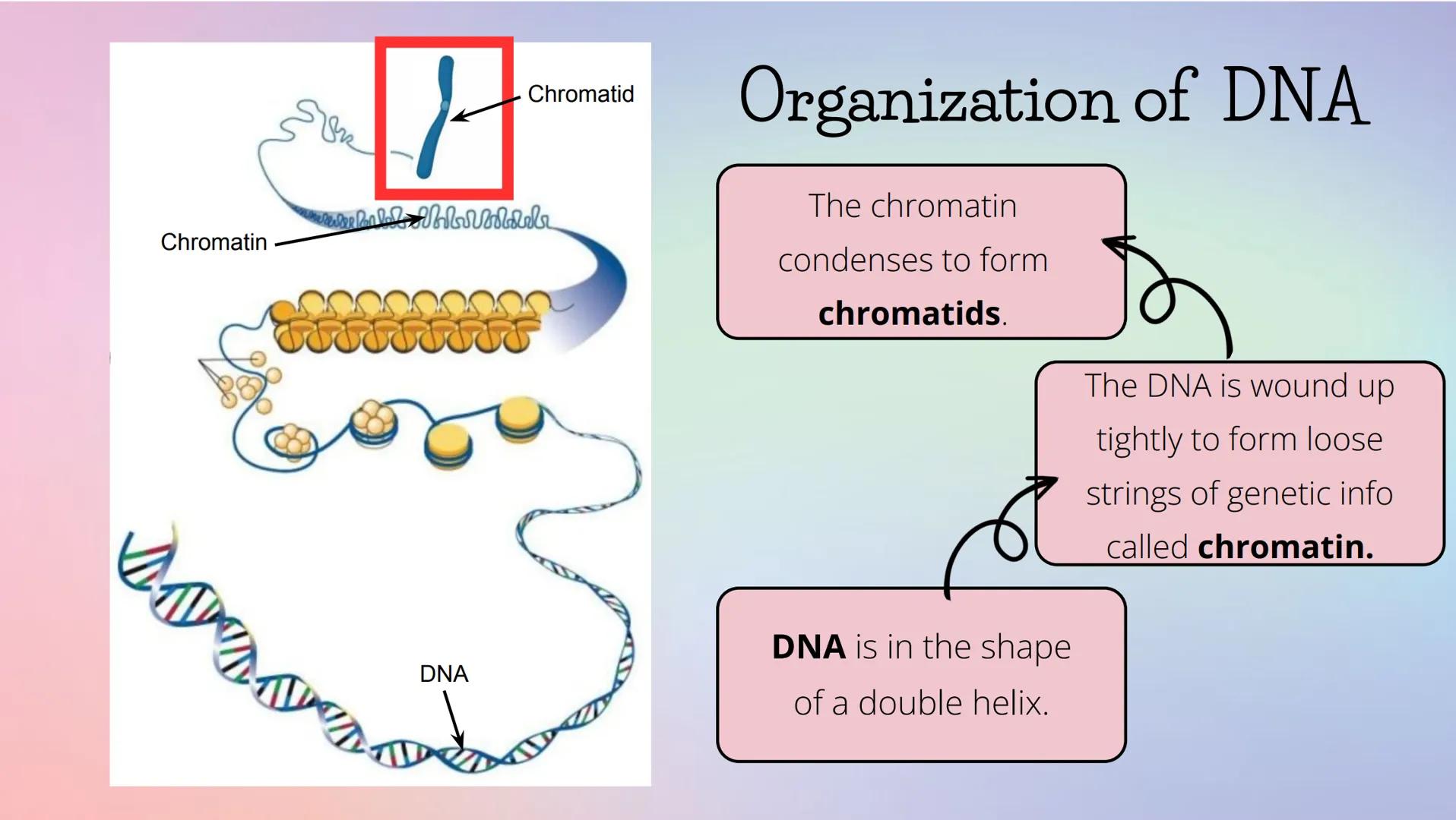 # THE CELL CYCLE
The life and reproduction of a cell. G
# Cell Theory
Theory that all living things
are made up of cells.
All cells come f