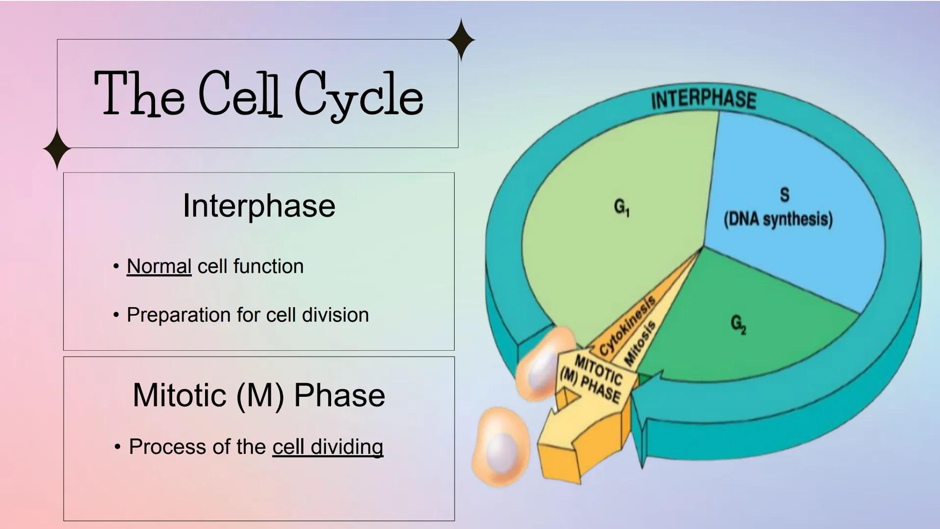 # THE CELL CYCLE
The life and reproduction of a cell. G
# Cell Theory
Theory that all living things
are made up of cells.
All cells come f