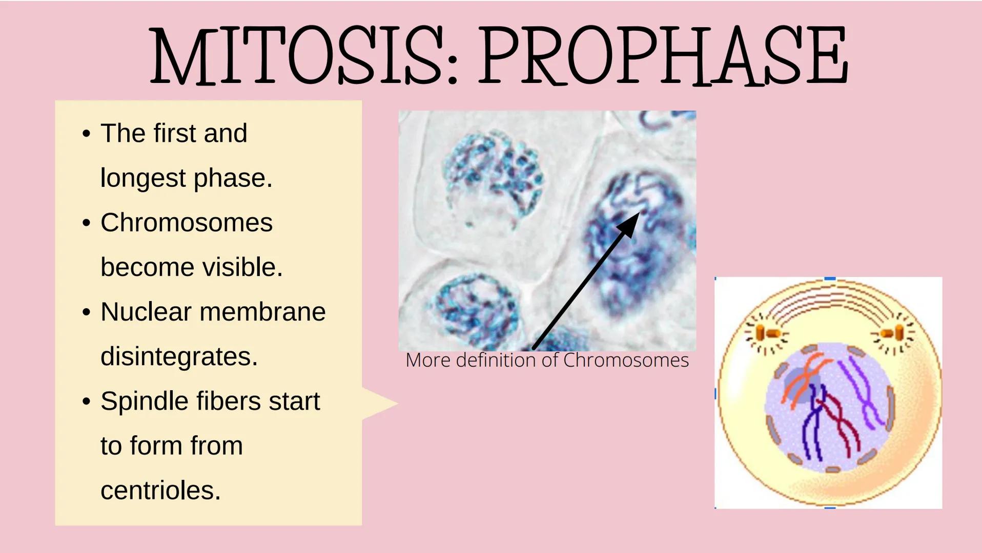 # THE CELL CYCLE
The life and reproduction of a cell. G
# Cell Theory
Theory that all living things
are made up of cells.
All cells come f