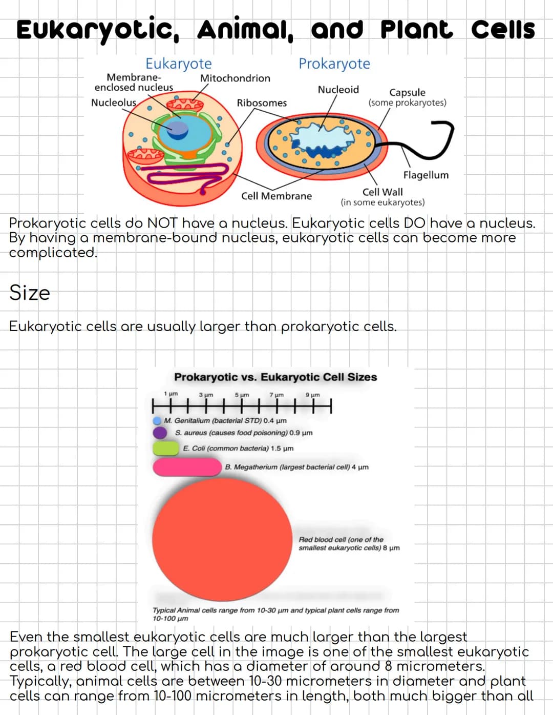 # Eukaryotic, Animal, and Plant Cells
Eukaryote
Membrane-
enclosed nucleus
Nucleolus
Prokaryote
Mitochondrion
Nucleoid
Ribosomes
Cap
