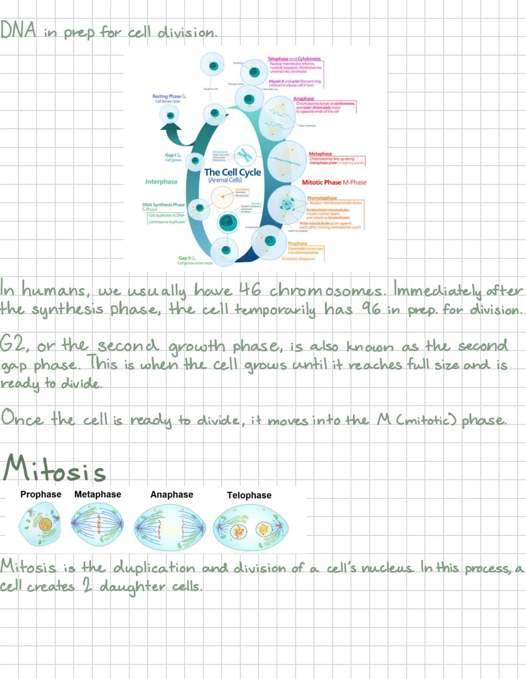 # Mitosis
Mitosis is when the nucleus of the cell divides and has 4 phases-
Prophase Metaphase
Anaphase Telophase
Mitosis occurs in all