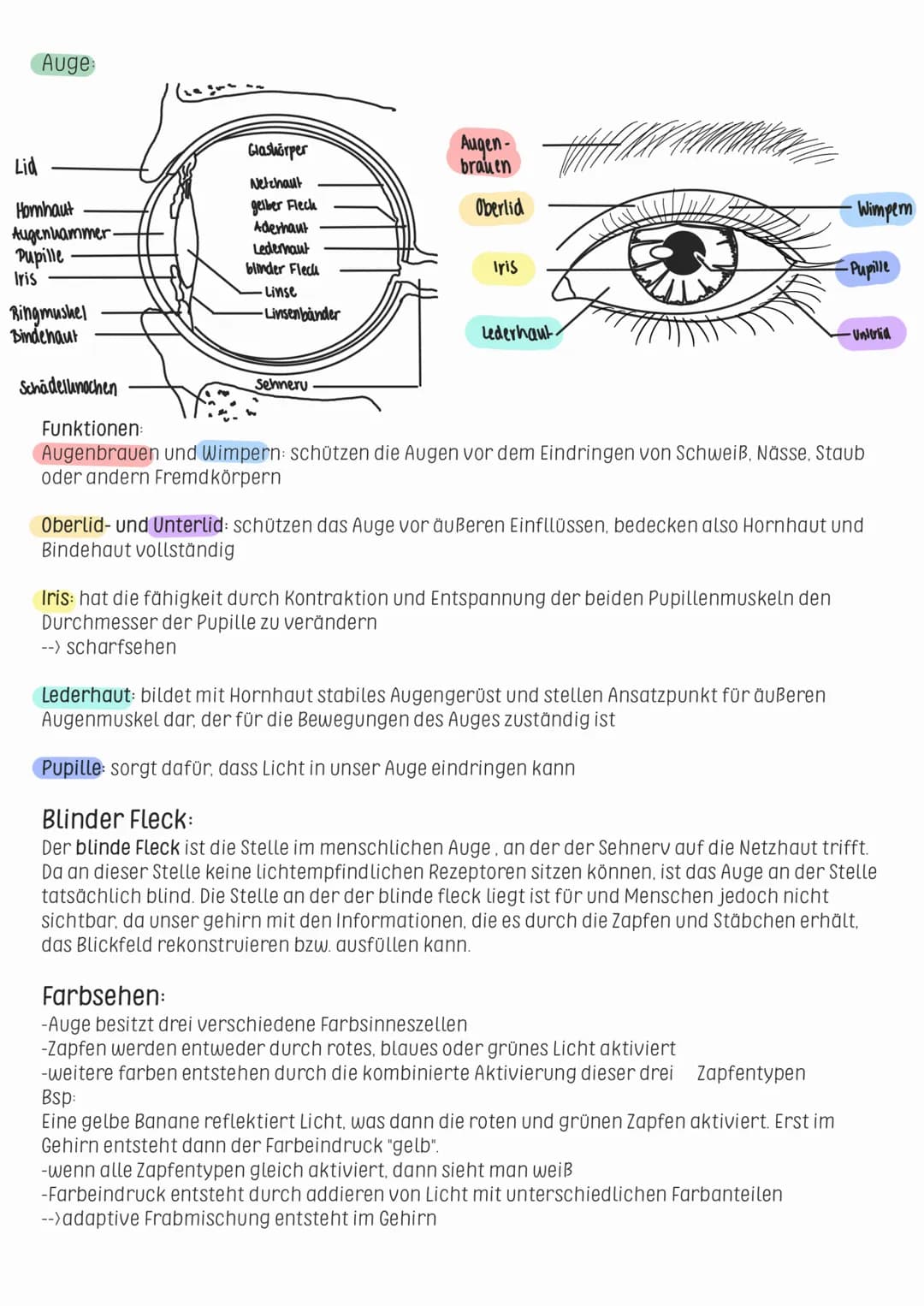 # Biologie
Sinne & Sinnesorgane:
Chemische Reize:
-Geruchsstoffe und Geshmacksstoffe werden
als chemische Reize bezeichnet
Physikalische