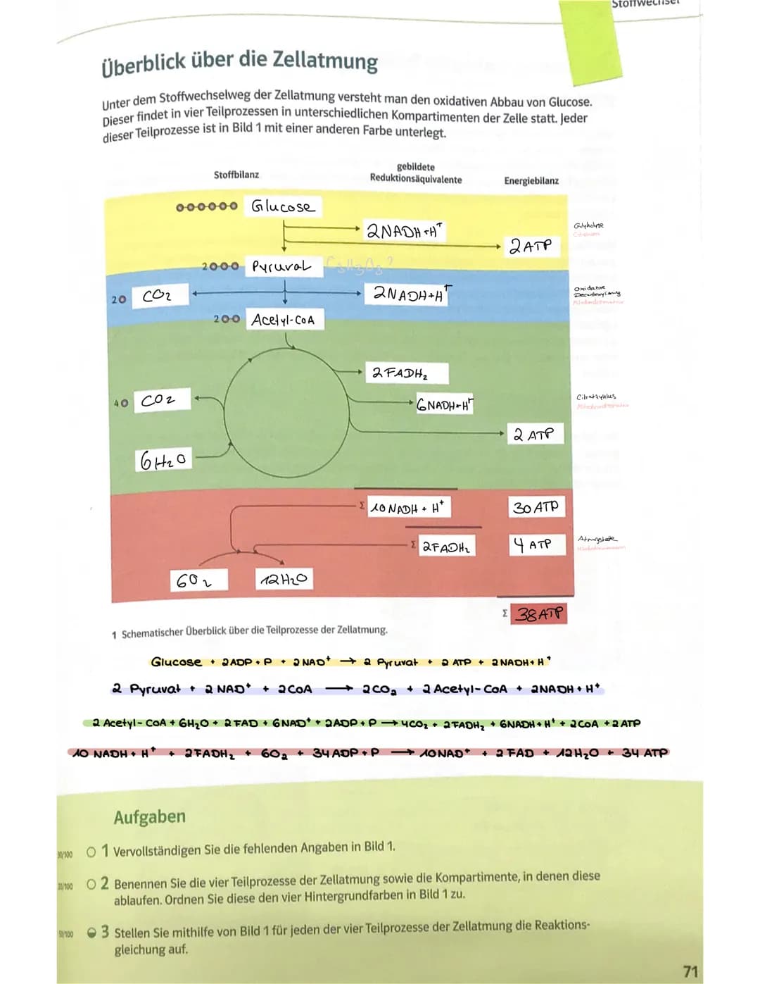 # Stoffwechsel # STOFFWECHSEL
DEFINITION
Unter Stoffwechsel versteht man alle chemischen Reaktionen, die im Körper ablaufen
und mit der Au