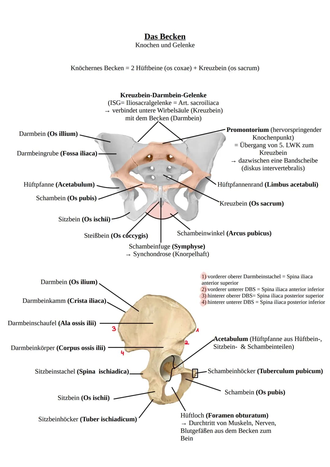 # Das Becken
Knochen und Gelenke
Knöchernes Becken = 2 Hüftbeine (os coxae) + Kreuzbein (os sacrum)
Darmbein (Os illium)
Darmbeingrube (Fo