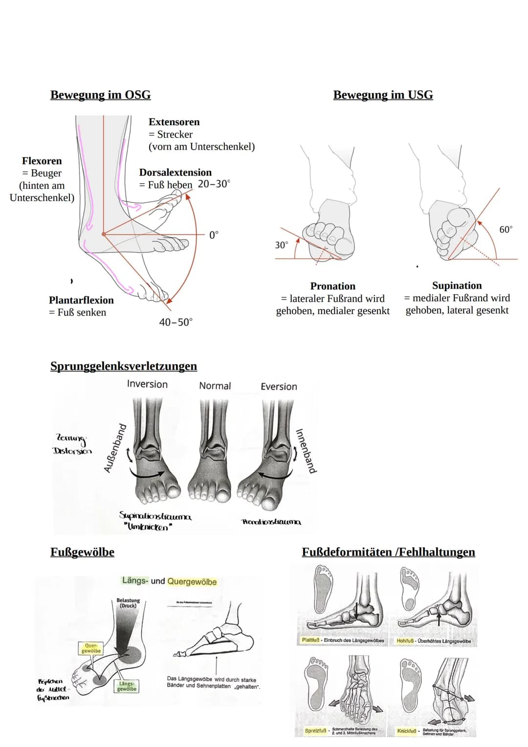 # Das Becken
Knochen und Gelenke
Knöchernes Becken = 2 Hüftbeine (os coxae) + Kreuzbein (os sacrum)
Darmbein (Os illium)
Darmbeingrube (Fo