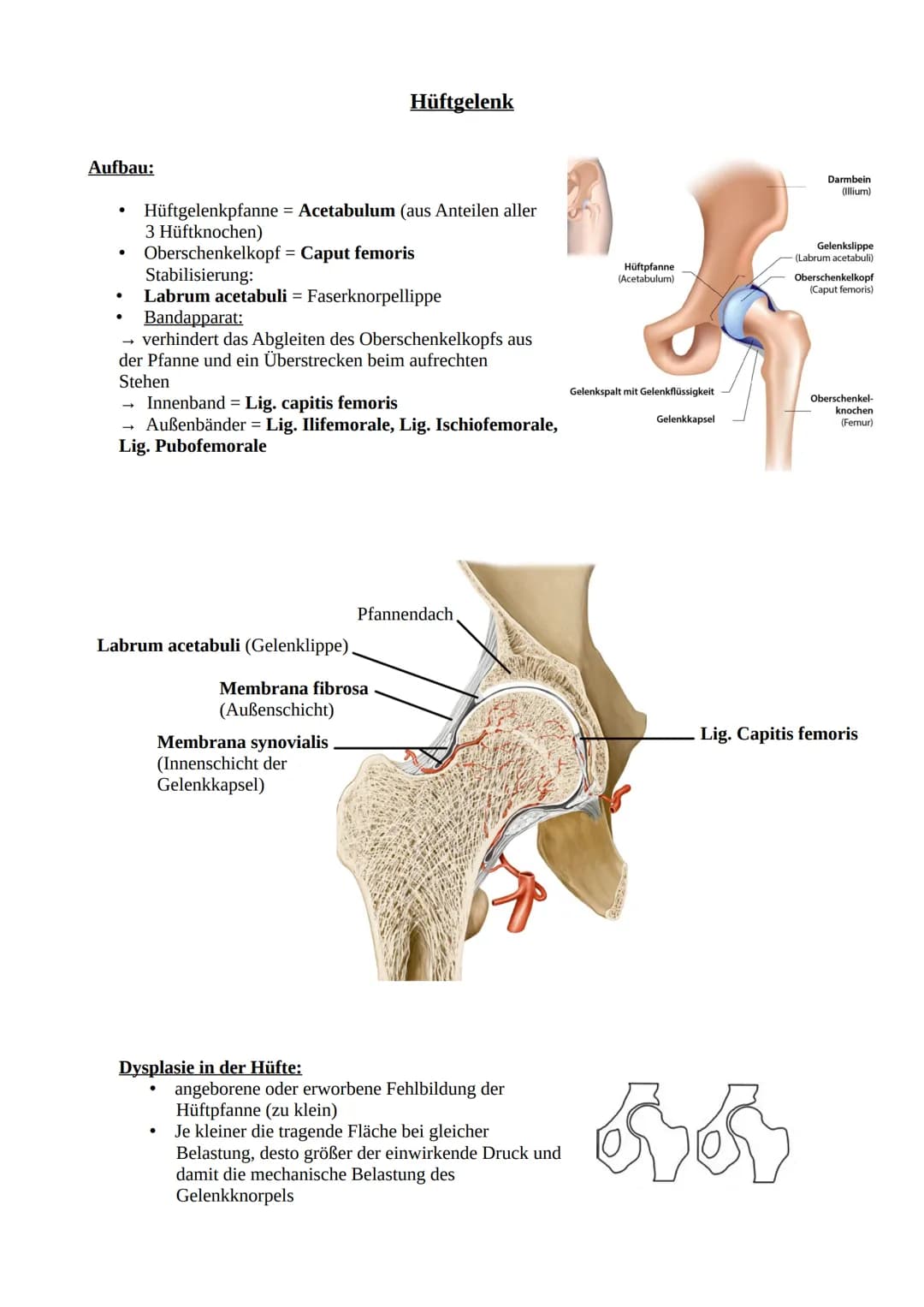 # Das Becken
Knochen und Gelenke
Knöchernes Becken = 2 Hüftbeine (os coxae) + Kreuzbein (os sacrum)
Darmbein (Os illium)
Darmbeingrube (Fo