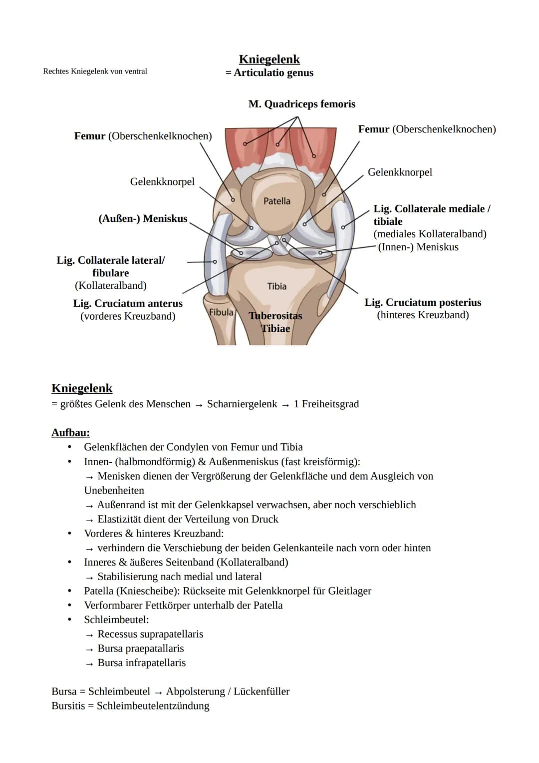 # Das Becken
Knochen und Gelenke
Knöchernes Becken = 2 Hüftbeine (os coxae) + Kreuzbein (os sacrum)
Darmbein (Os illium)
Darmbeingrube (Fo