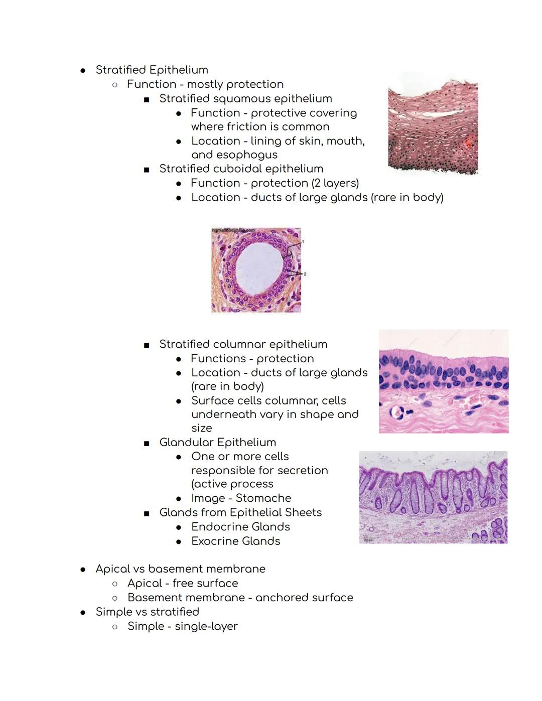 Tissues Study Guide Biomed 1:
Epithelial Tissue
* Places to find epithelial tissue
* Body coverings, body linings, glandular tissue