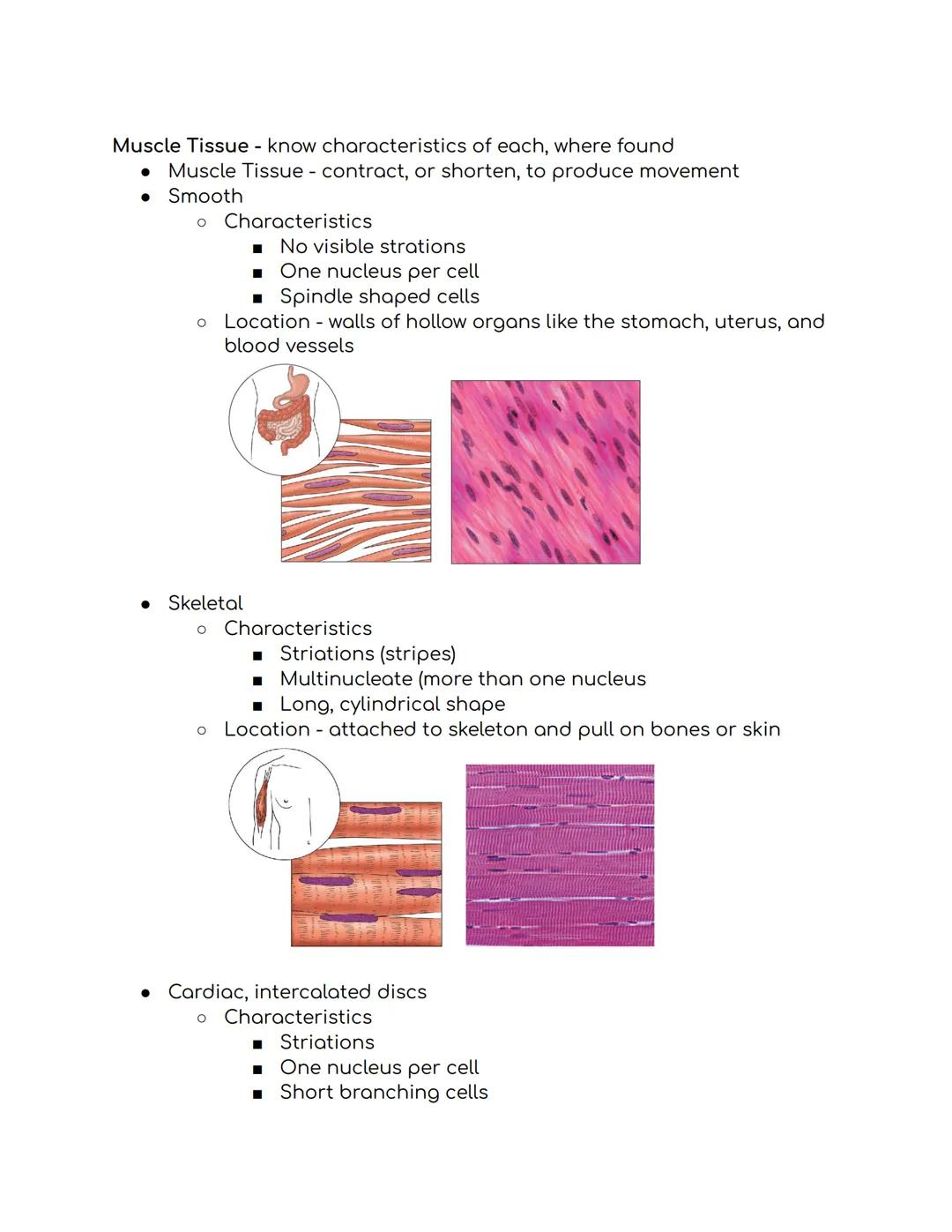 Tissues Study Guide Biomed 1:
Epithelial Tissue
* Places to find epithelial tissue
* Body coverings, body linings, glandular tissue