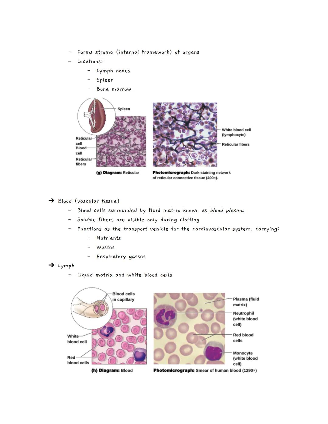 # Body Tissues
Tissues
★ Groups of cells with similar structure and function
• Four primary types:
1. Epithelial tissue (epithelium)
2