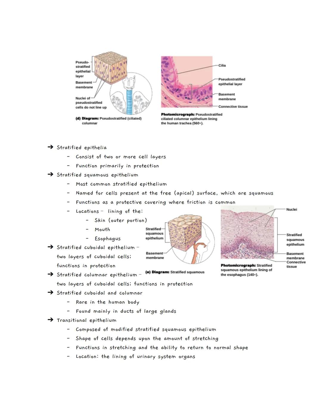 # Body Tissues
Tissues
★ Groups of cells with similar structure and function
• Four primary types:
1. Epithelial tissue (epithelium)
2