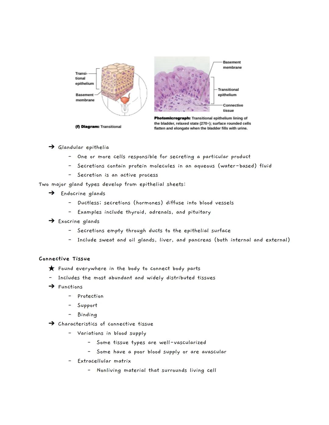 # Body Tissues
Tissues
★ Groups of cells with similar structure and function
• Four primary types:
1. Epithelial tissue (epithelium)
2