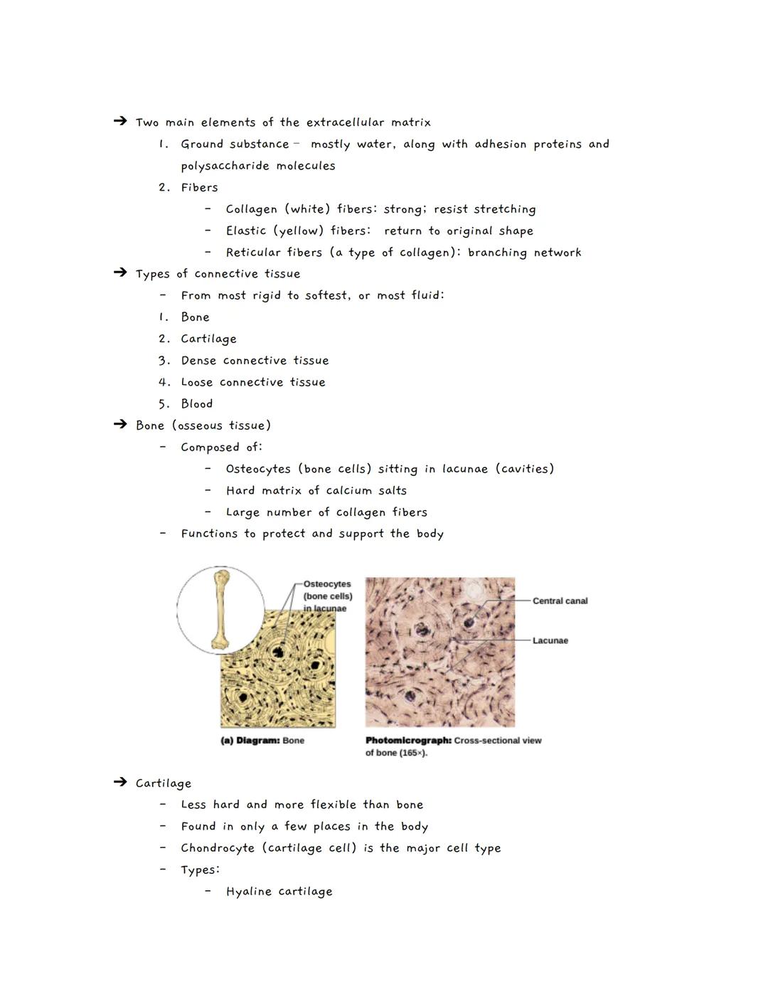 # Body Tissues
Tissues
★ Groups of cells with similar structure and function
• Four primary types:
1. Epithelial tissue (epithelium)
2