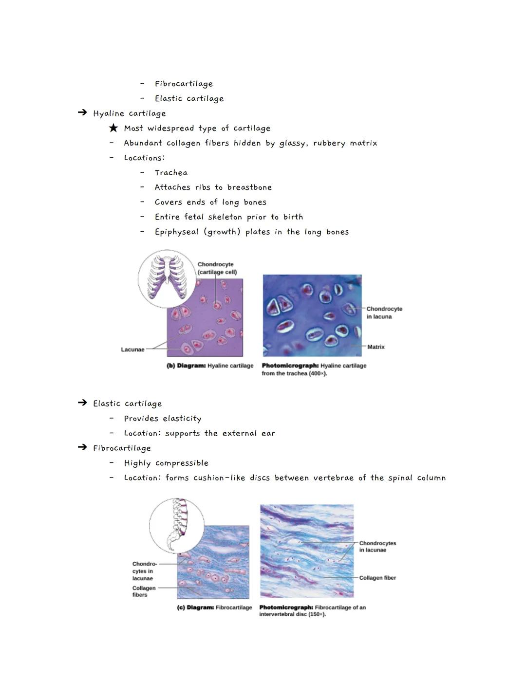 # Body Tissues
Tissues
★ Groups of cells with similar structure and function
• Four primary types:
1. Epithelial tissue (epithelium)
2