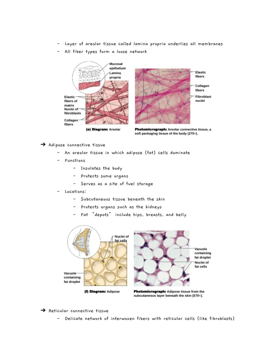 # Body Tissues
Tissues
★ Groups of cells with similar structure and function
• Four primary types:
1. Epithelial tissue (epithelium)
2