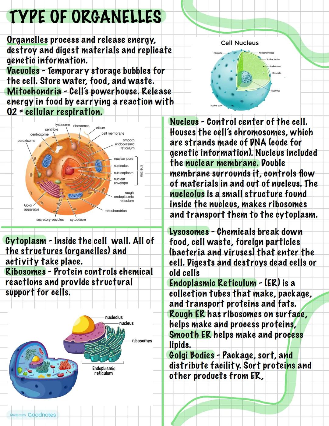 # TYPE OF ORGANELLES
Organelles process and release energy,
destroy and digest materials and replicate
genetic information.
Vacuoles - Temp