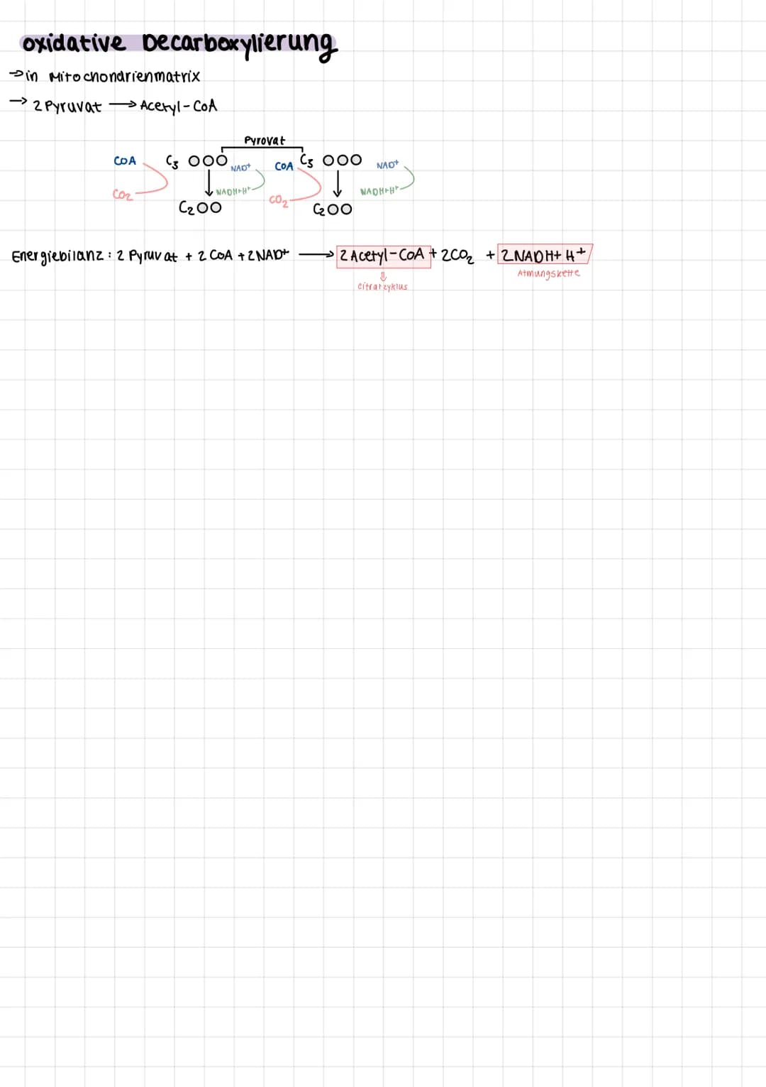 ANABOLISMUS UND KATABOLISMUS
(aufbauend)
(abbauend)
$\,\Rightarrow$ Energie wird effizient genutzt, um Bedürfnisse des Organismus (kein unk
