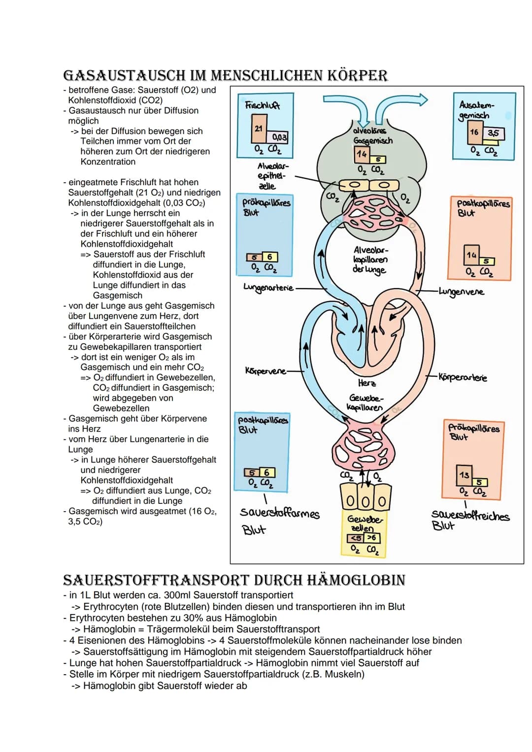 # Bio Abitur Lernzettel
# 12.1. Stoffwechsel
## VOKABELN
### Enzyme
Enzyme sind Biokatalysatoren. Sie ermöglichen Reaktionen bei Körpert