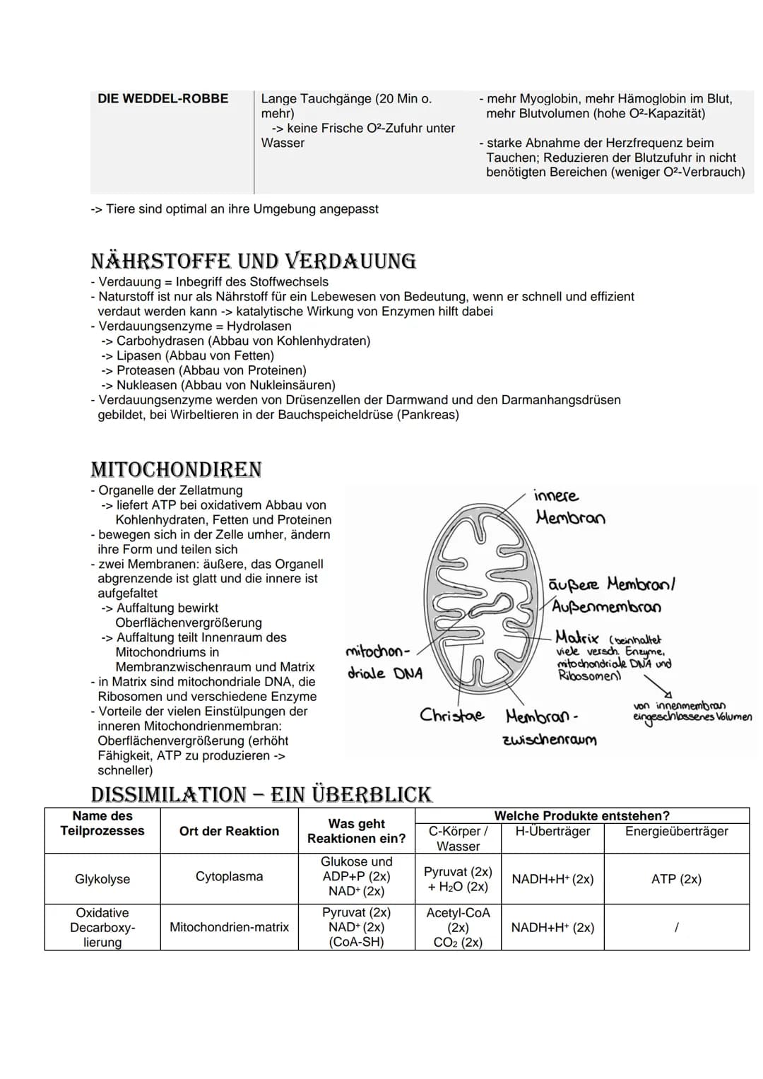 # Bio Abitur Lernzettel
# 12.1. Stoffwechsel
## VOKABELN
### Enzyme
Enzyme sind Biokatalysatoren. Sie ermöglichen Reaktionen bei Körpert