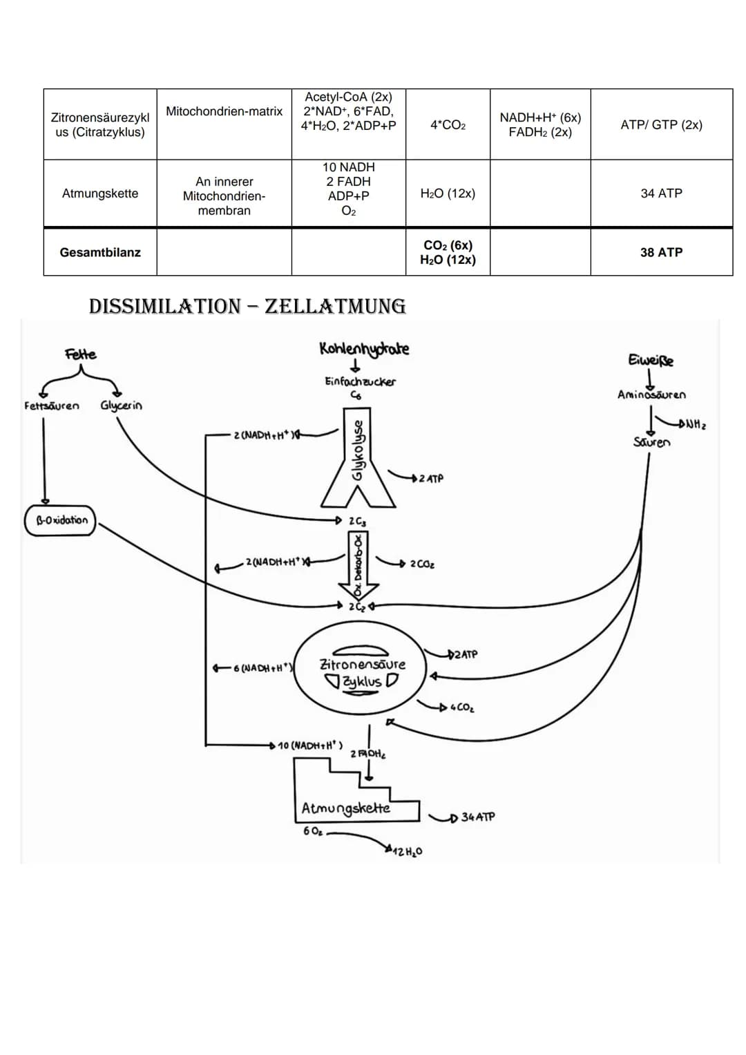 # Bio Abitur Lernzettel
# 12.1. Stoffwechsel
## VOKABELN
### Enzyme
Enzyme sind Biokatalysatoren. Sie ermöglichen Reaktionen bei Körpert