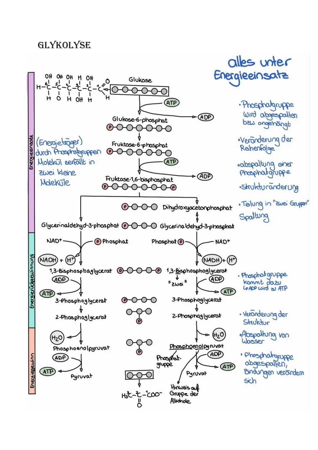 # Bio Abitur Lernzettel
# 12.1. Stoffwechsel
## VOKABELN
### Enzyme
Enzyme sind Biokatalysatoren. Sie ermöglichen Reaktionen bei Körpert