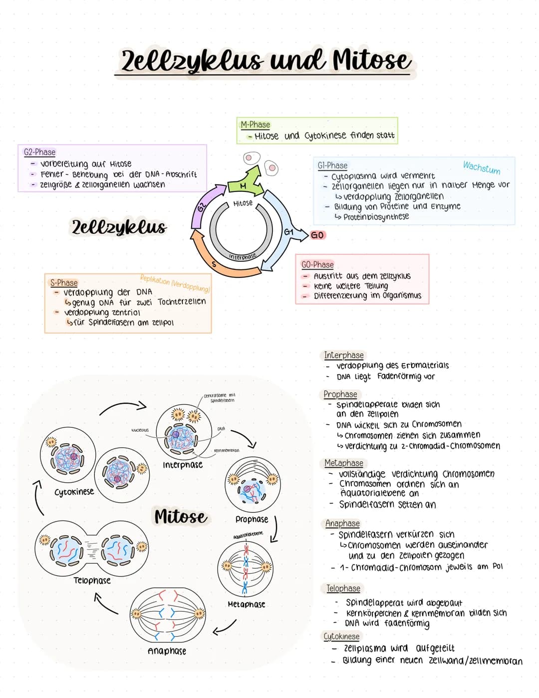 # Zellzyklus und Mitose
### M-Phase
- Mitose und Cytokinese finden statt
### G1-Phase
- Cytoplasma wird vermehrt Wachstum
- zellorganellen