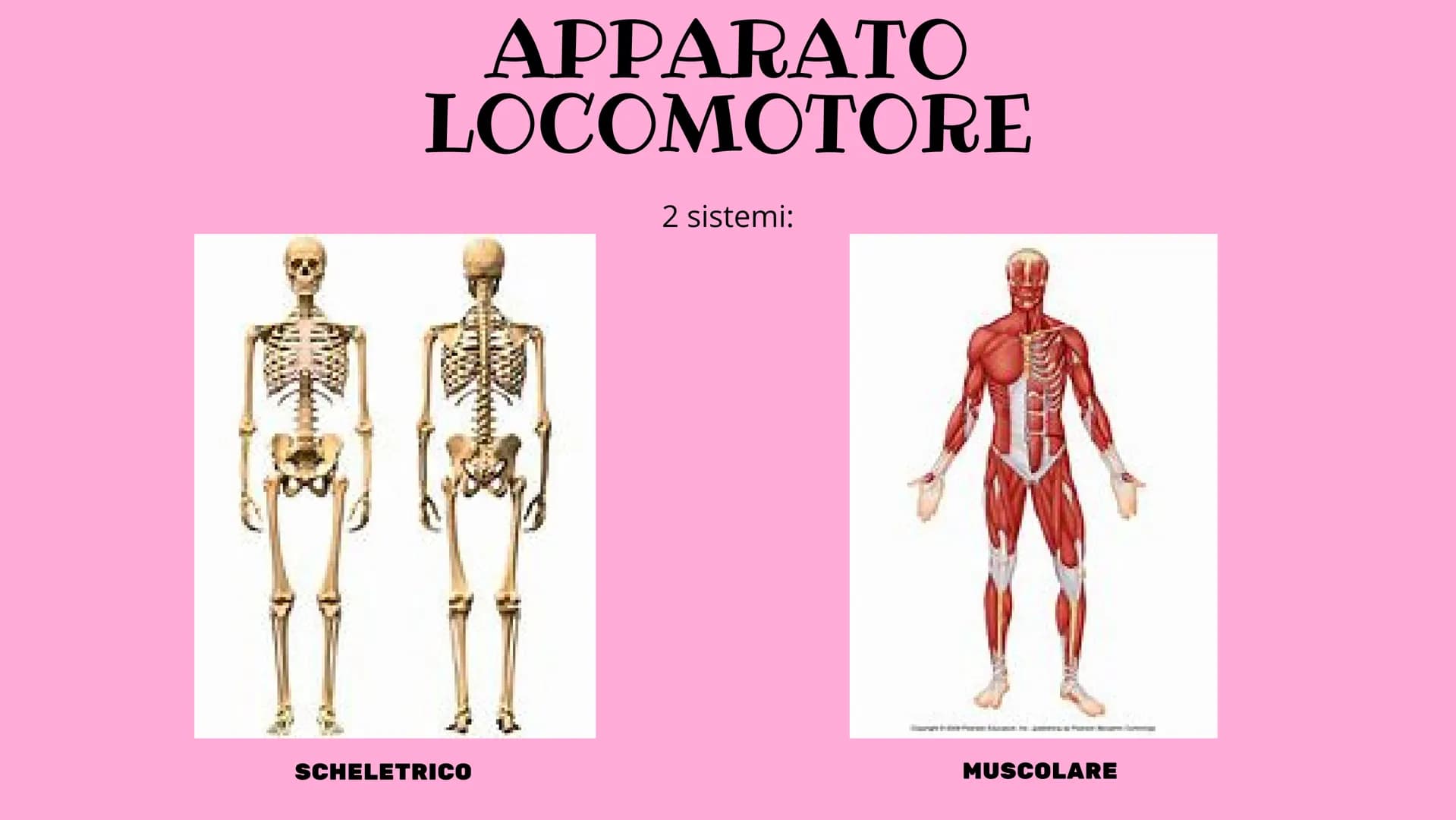 # APPARATO
# LOCOMOTORE
2 sistemi:
SCHELETRICO
MUSCOLARE # SISTEMA SCHELETRICO
composto da 206 ossa
funzioni:
-SUPPORTO
-PROTEZIONE