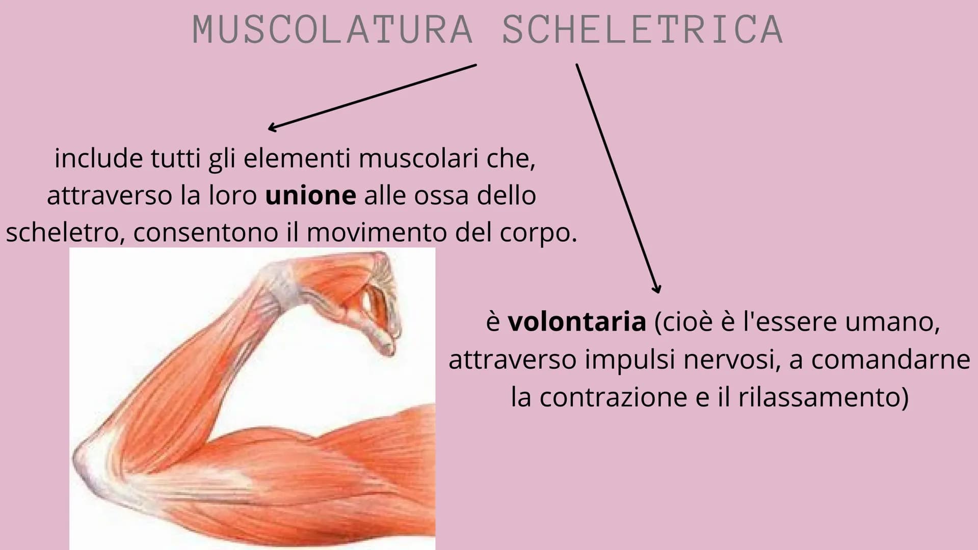 # APPARATO
# LOCOMOTORE
2 sistemi:
SCHELETRICO
MUSCOLARE # SISTEMA SCHELETRICO
composto da 206 ossa
funzioni:
-SUPPORTO
-PROTEZIONE