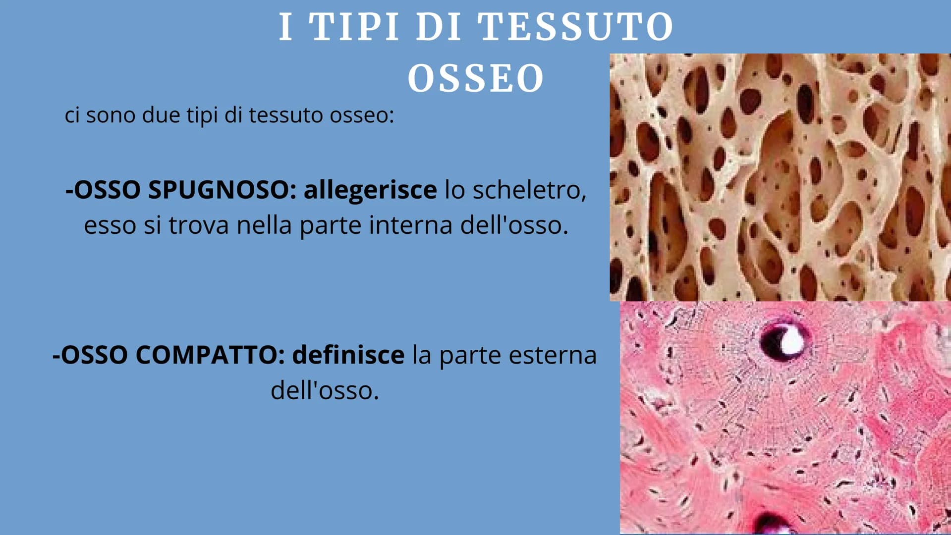 # APPARATO
# LOCOMOTORE
2 sistemi:
SCHELETRICO
MUSCOLARE # SISTEMA SCHELETRICO
composto da 206 ossa
funzioni:
-SUPPORTO
-PROTEZIONE