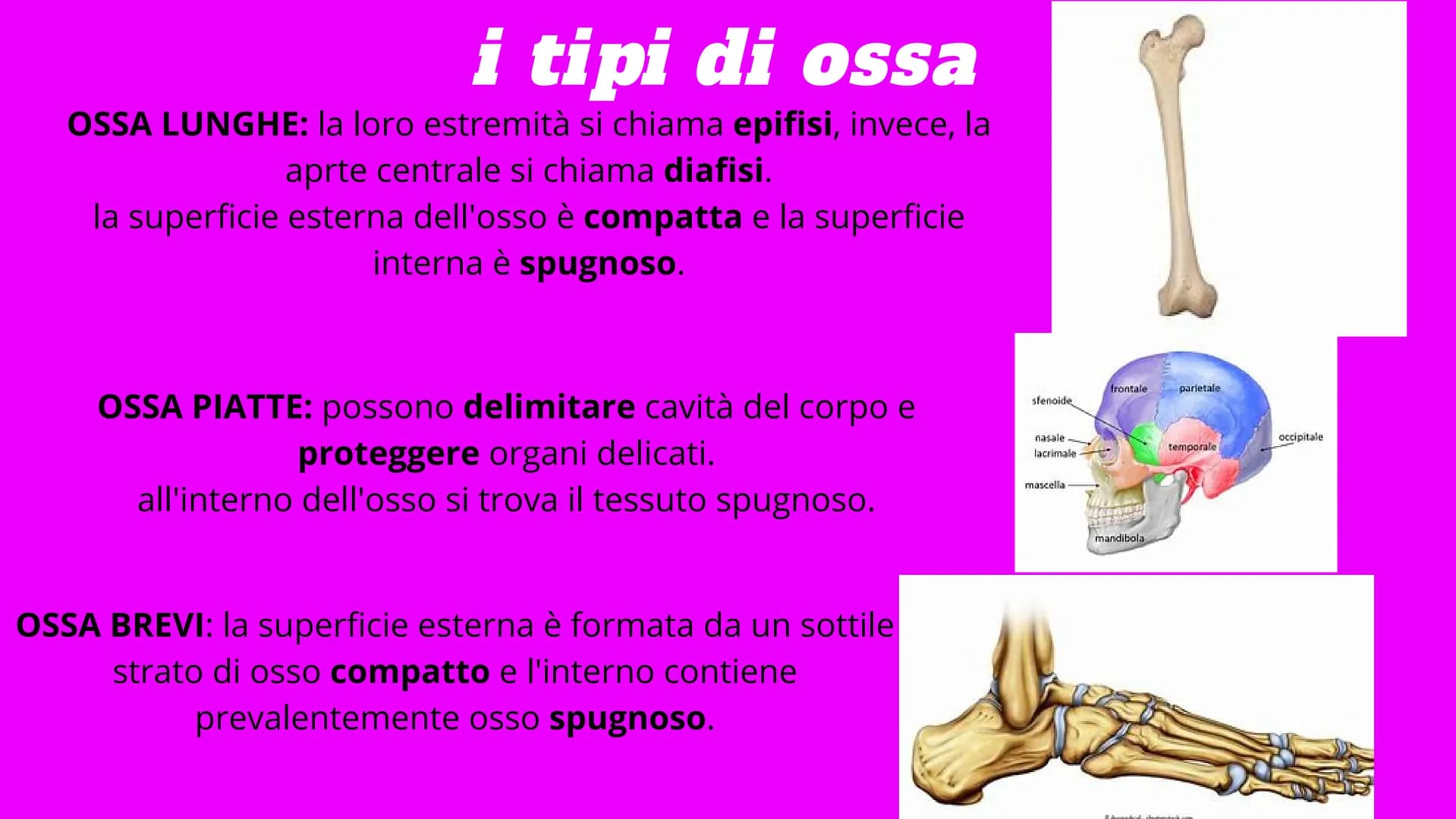 # APPARATO
# LOCOMOTORE
2 sistemi:
SCHELETRICO
MUSCOLARE # SISTEMA SCHELETRICO
composto da 206 ossa
funzioni:
-SUPPORTO
-PROTEZIONE