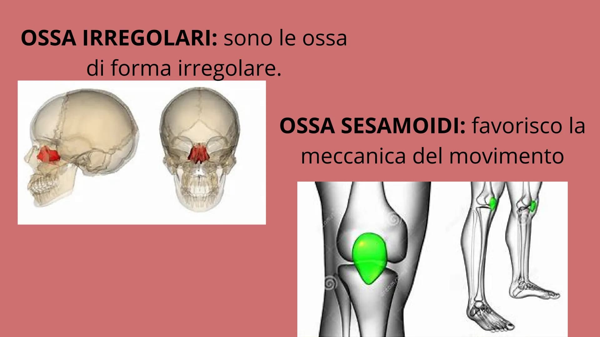 # APPARATO
# LOCOMOTORE
2 sistemi:
SCHELETRICO
MUSCOLARE # SISTEMA SCHELETRICO
composto da 206 ossa
funzioni:
-SUPPORTO
-PROTEZIONE